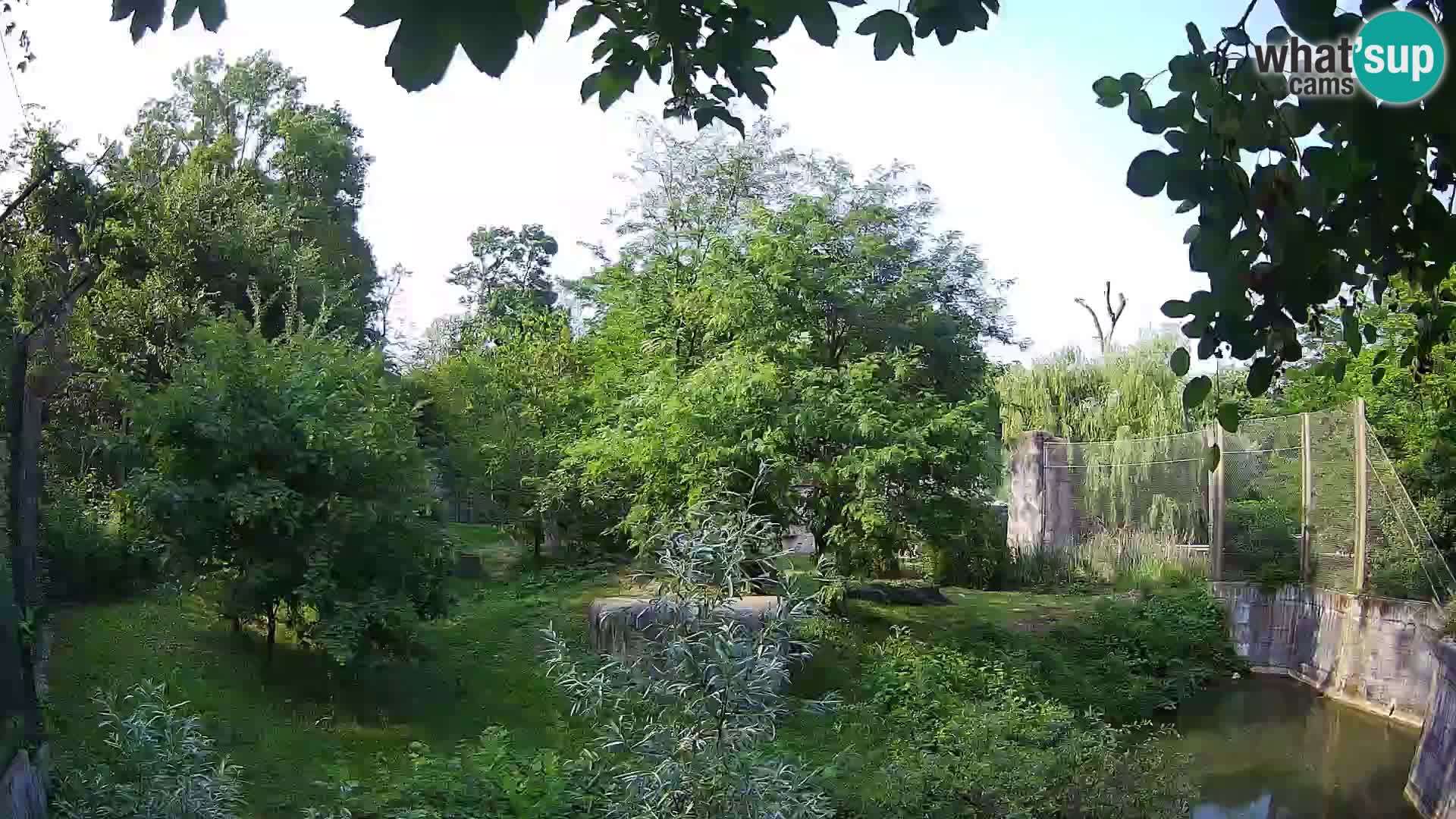 Zoo Zagreb – Löwen
