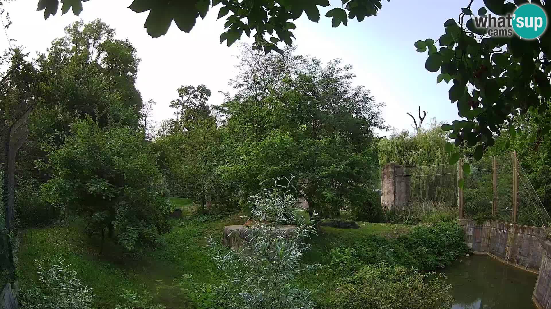 Zoo Zagreb – Löwen