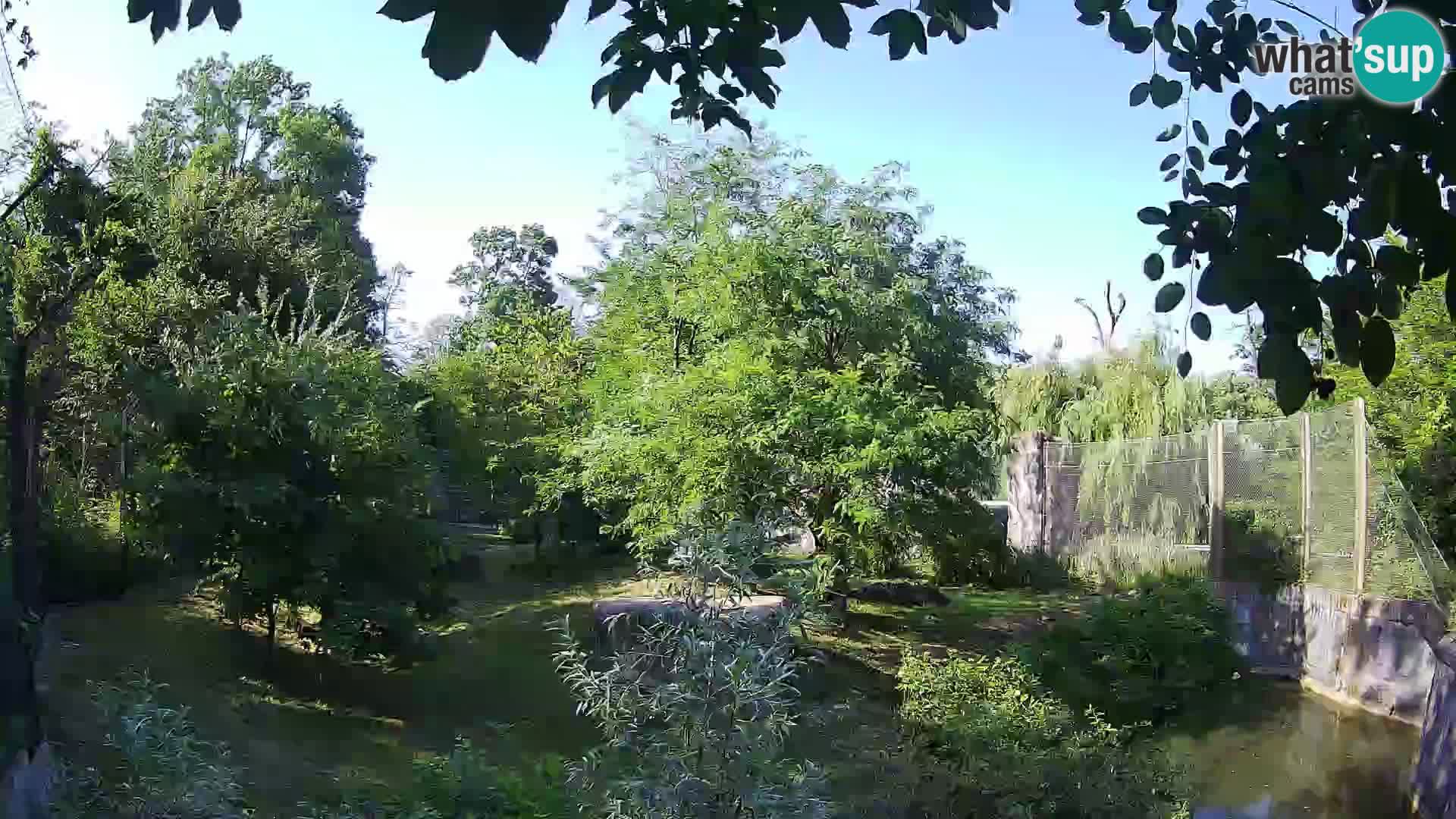 Zoo Zagreb – Leoni