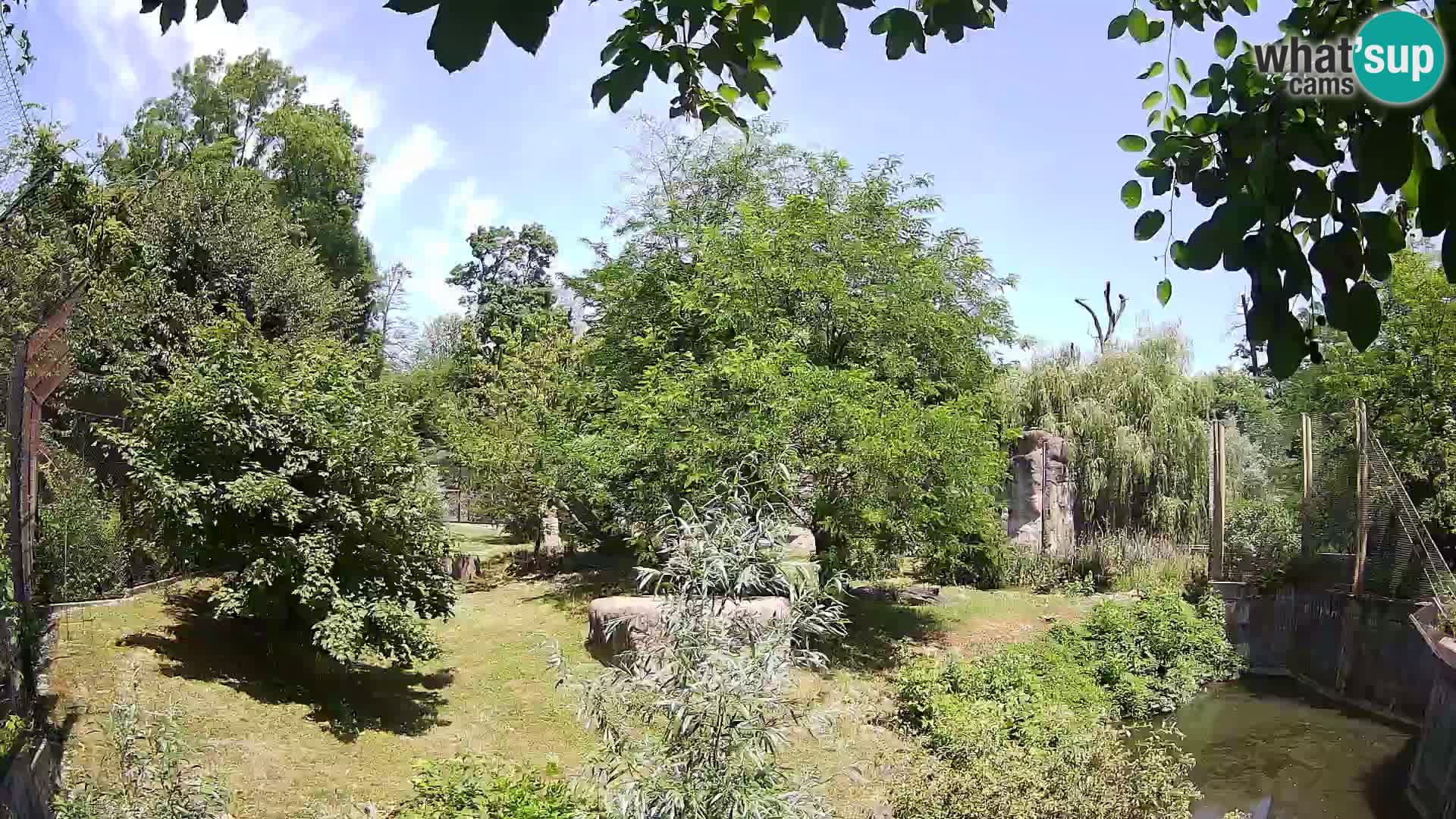 Zoo Zagreb – Lion