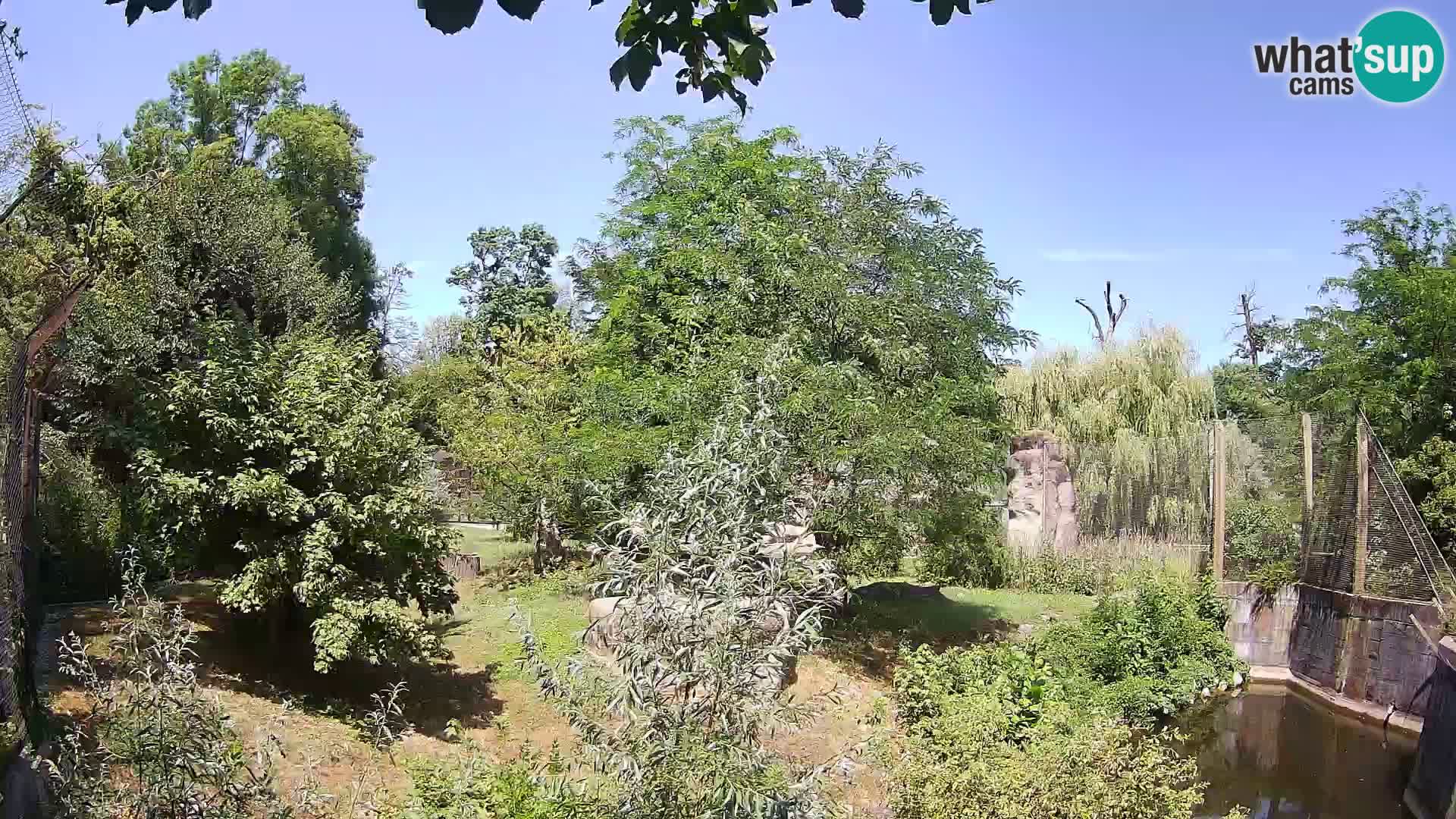 Zoo Zagreb – Leones