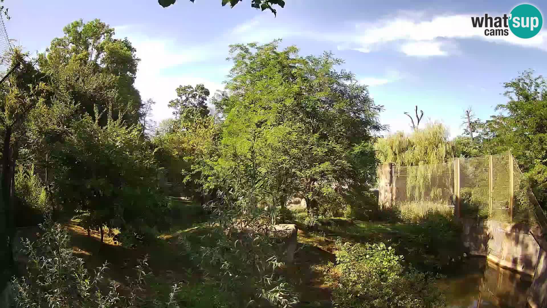 Spletna kamera Zoo Zagreb – Levi