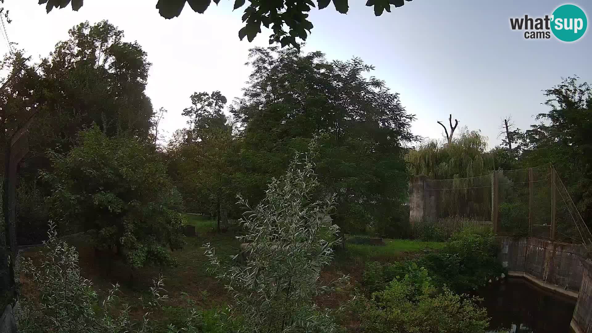 Zoo Zagreb – Lavovi