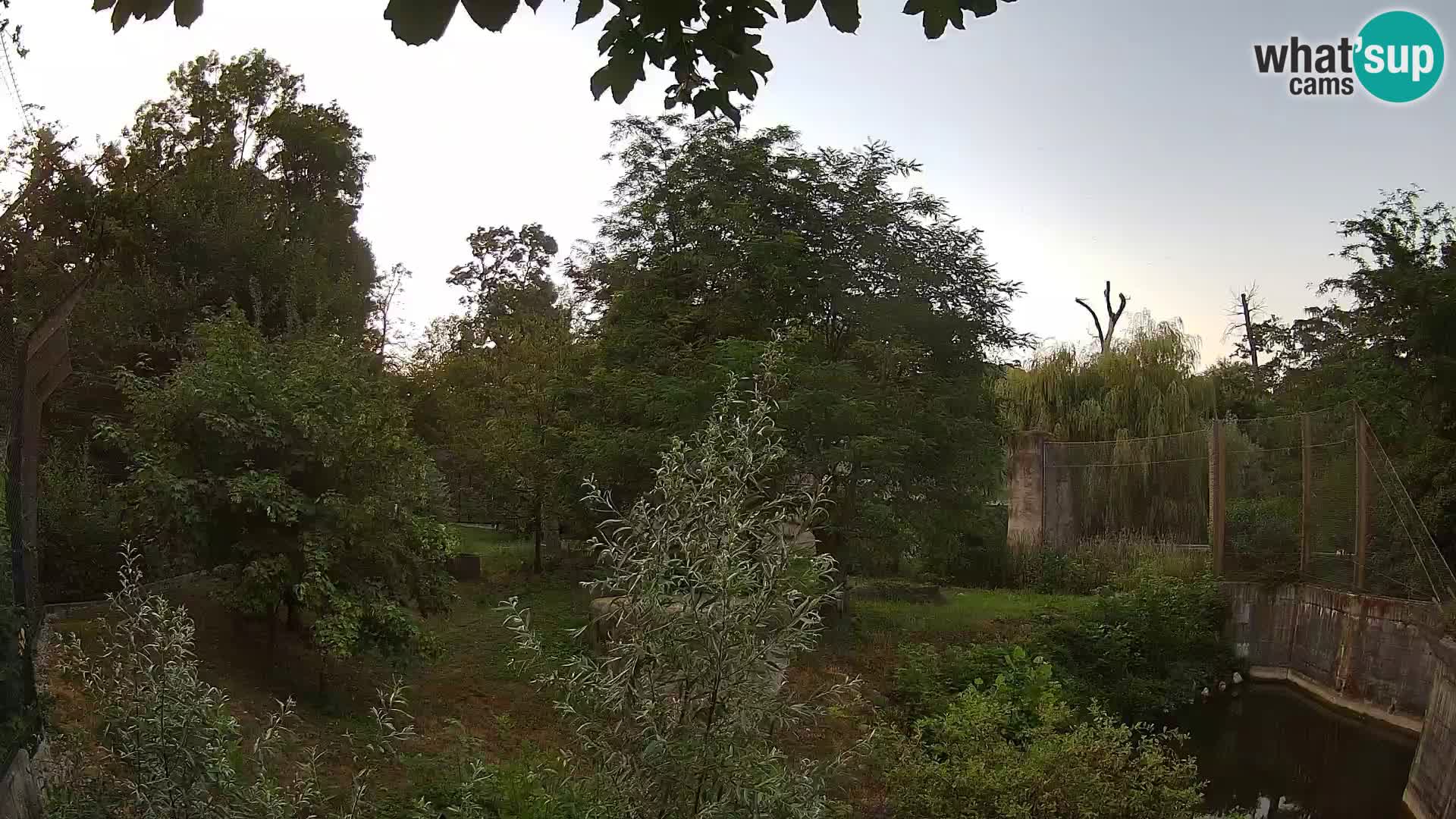 Zoo Zagreb – Lavovi