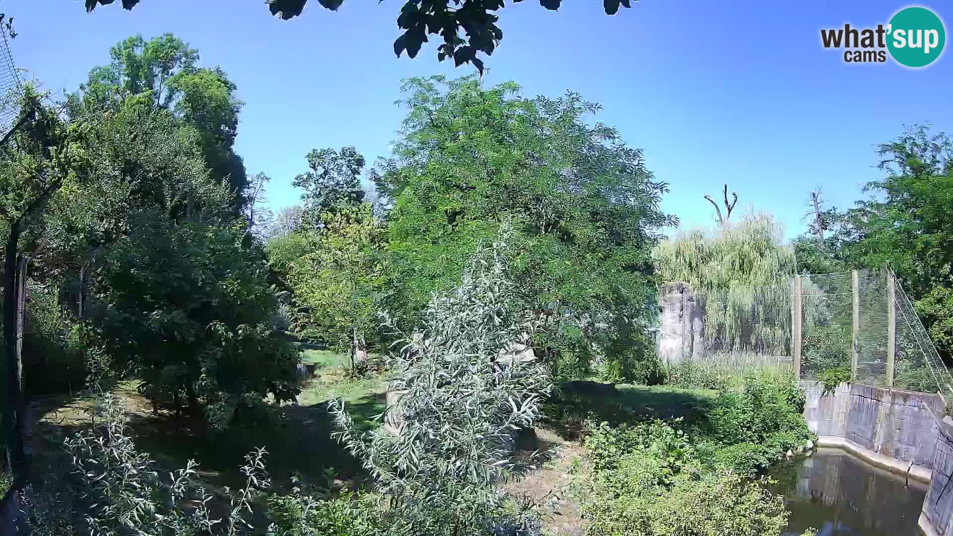 Zoo Zagreb – Lion