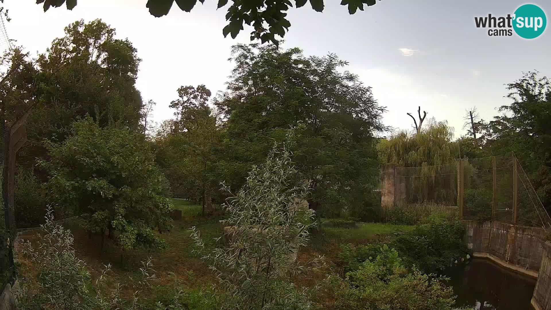Spletna kamera Zoo Zagreb – Levi