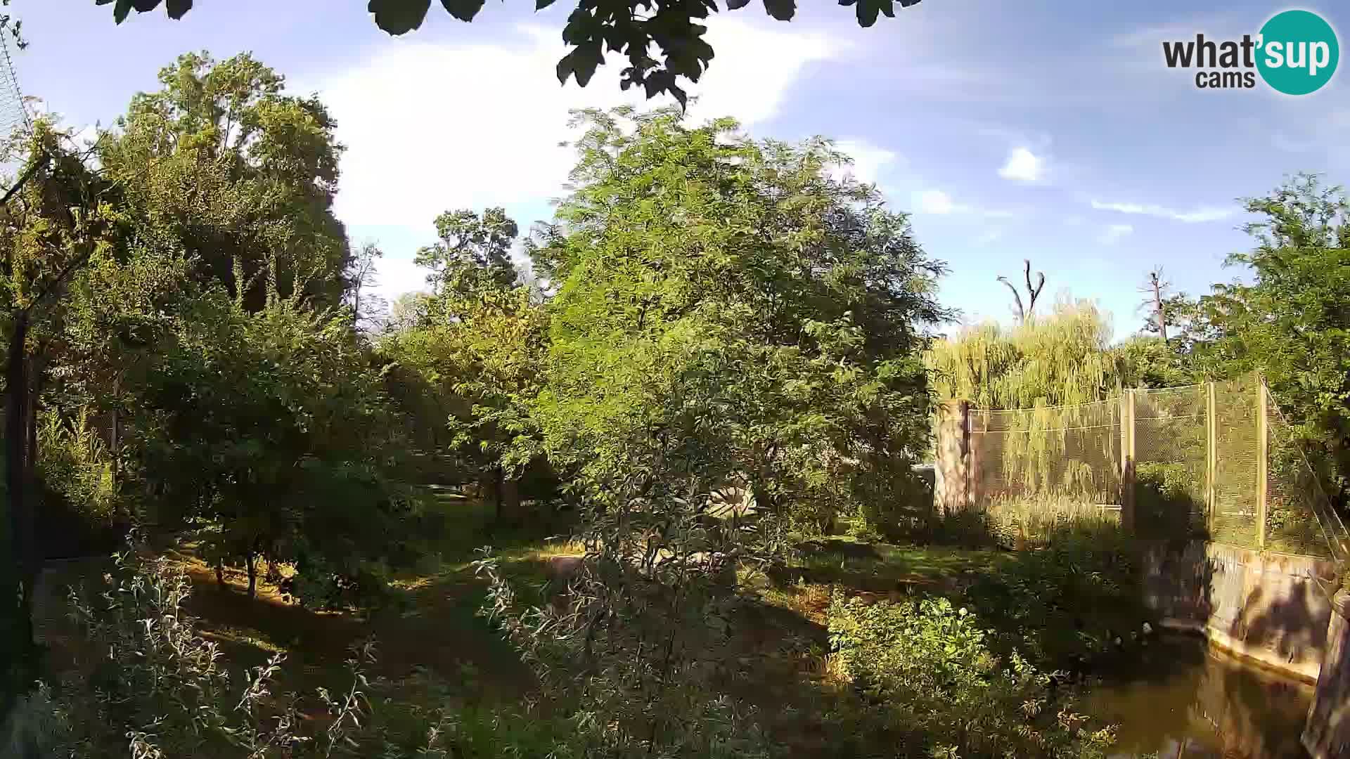 Zoo Zagreb – Löwen