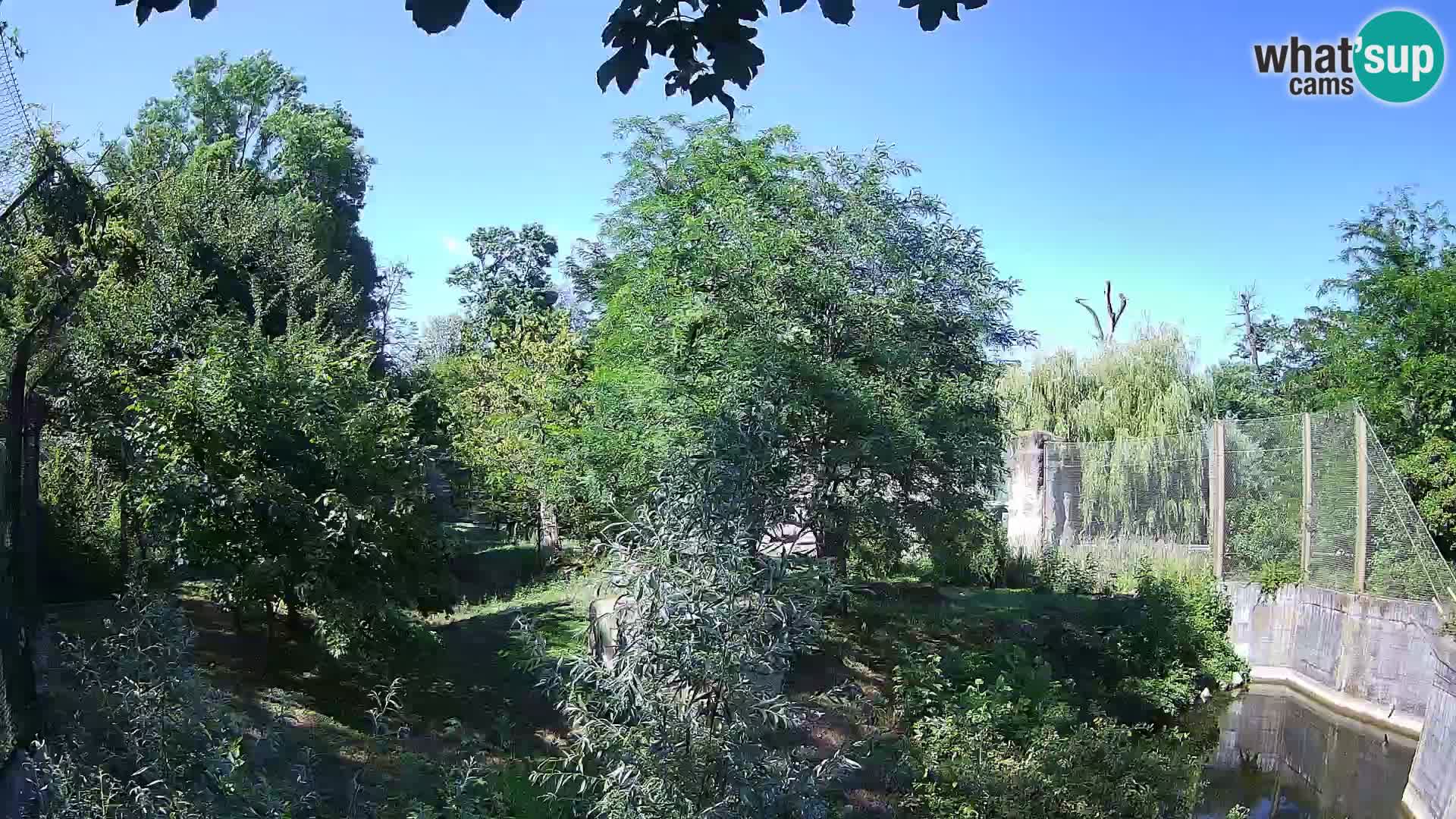 Spletna kamera Zoo Zagreb – Levi
