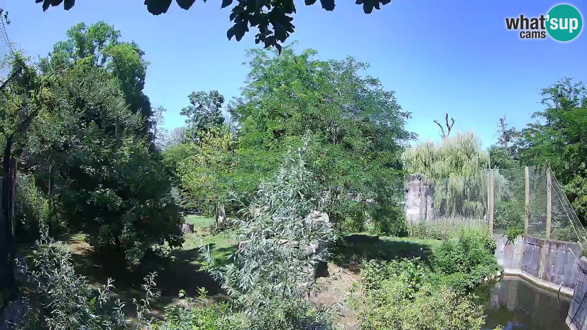 Zoo Zagreb – Lion