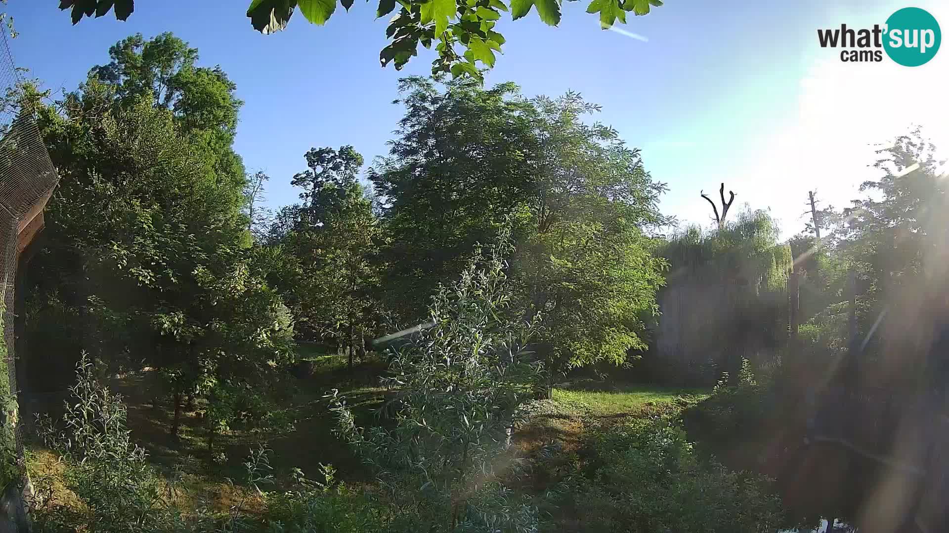 Zoo Zagreb – Lavovi
