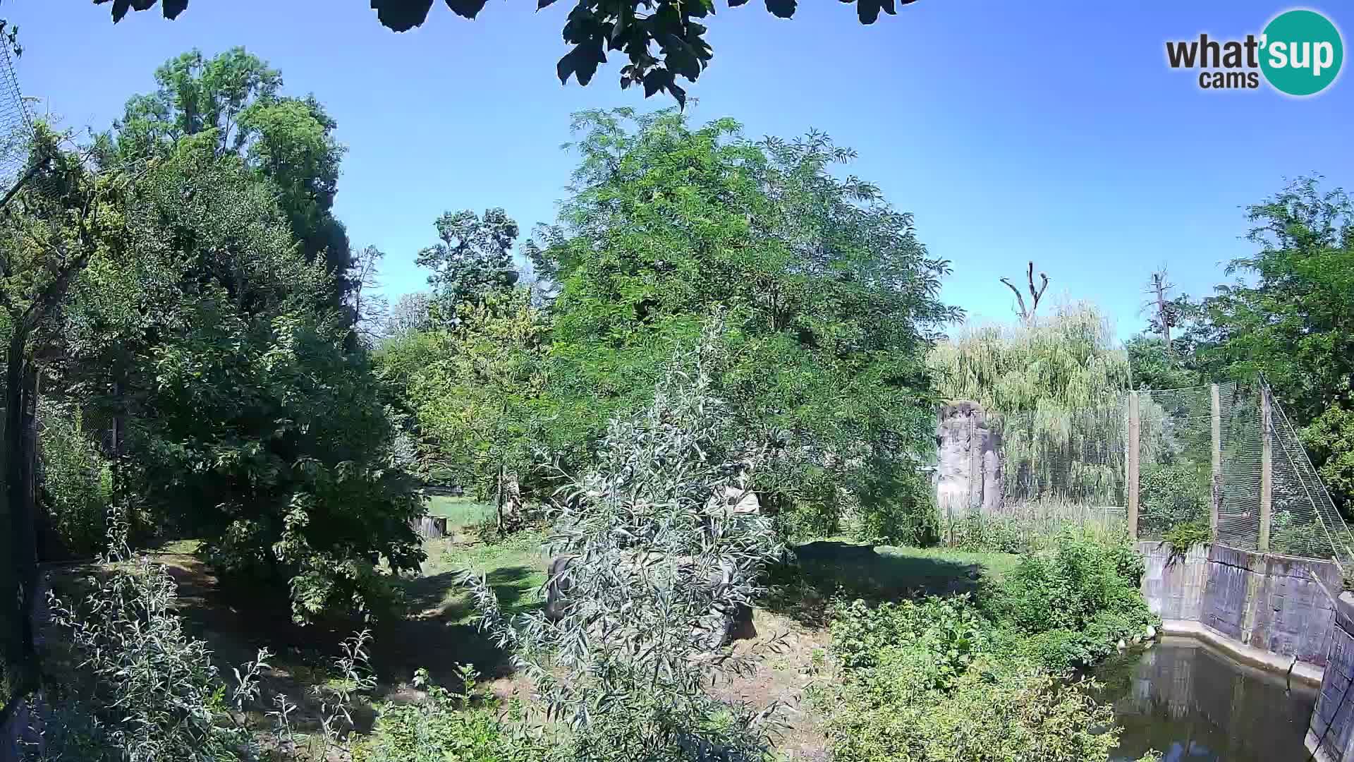 Zoo Zagreb – Löwen