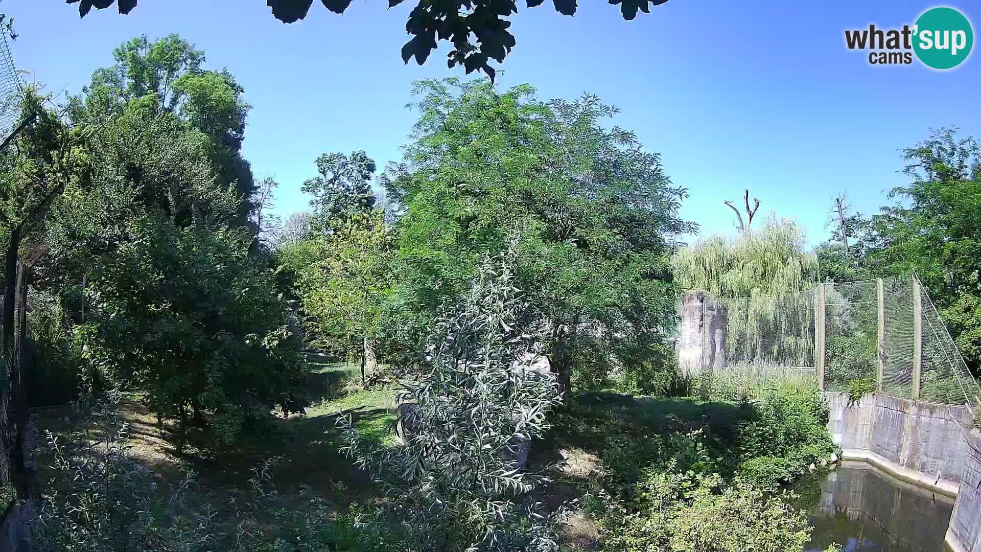 Zoo Zagreb – Leoni