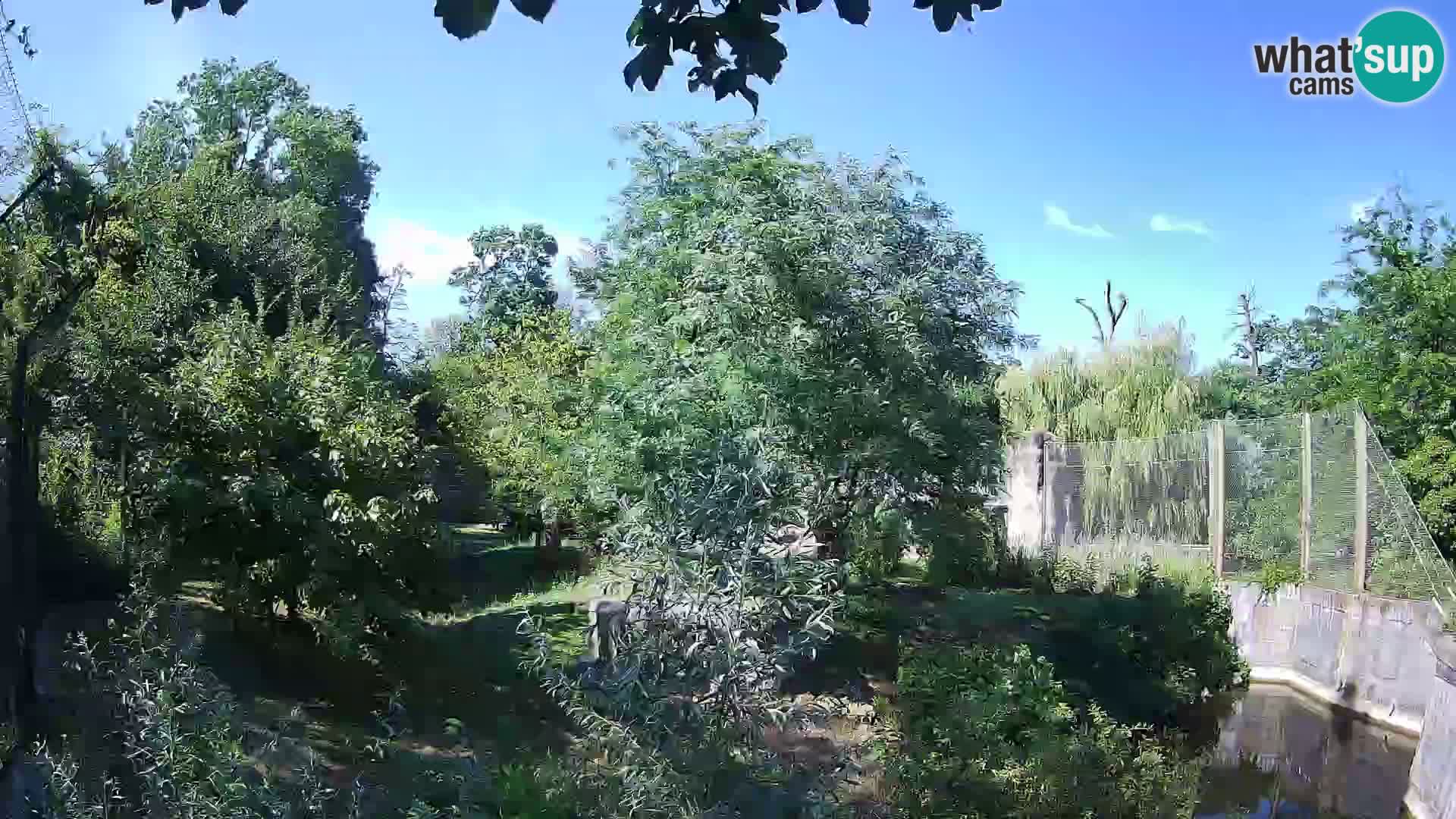 Zoo Zagreb – Lavovi