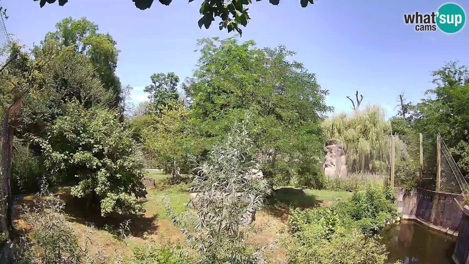 Zoo Zagreb – Lion