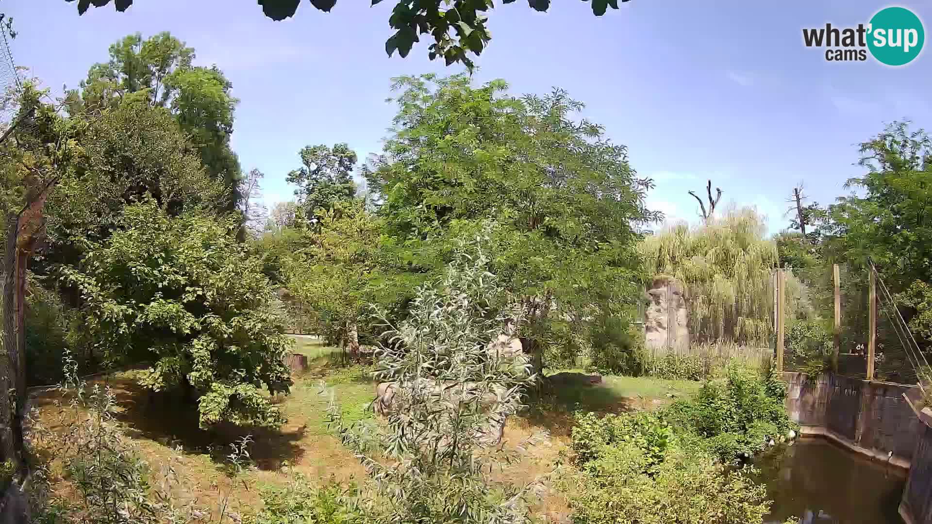 Zoo Zagreb – Leoni