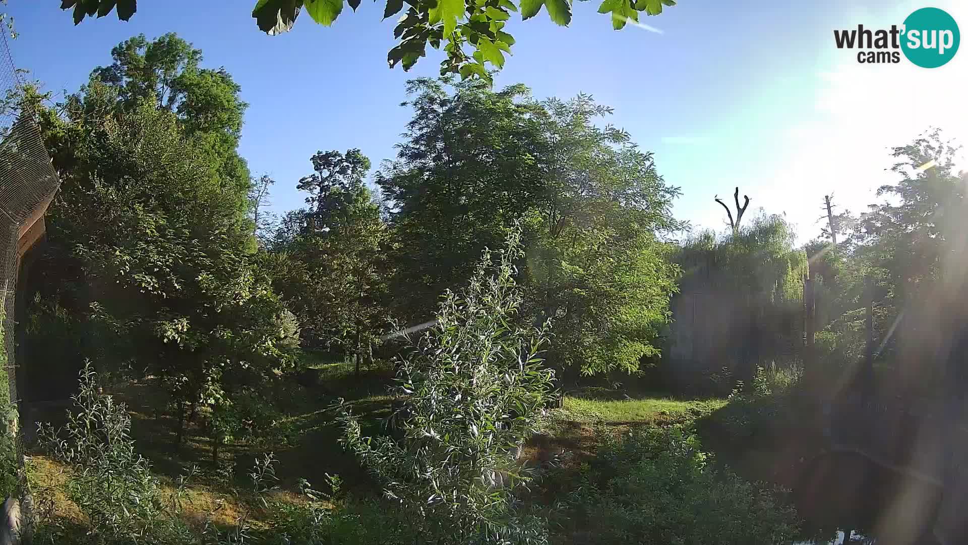 Spletna kamera Zoo Zagreb – Levi