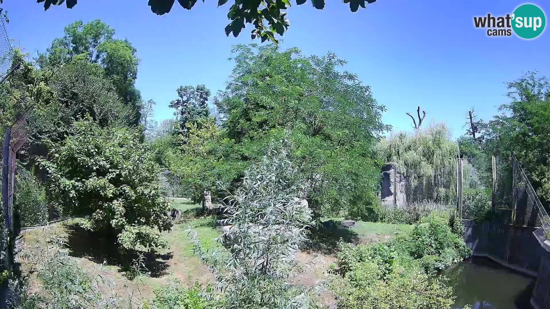Spletna kamera Zoo Zagreb – Levi