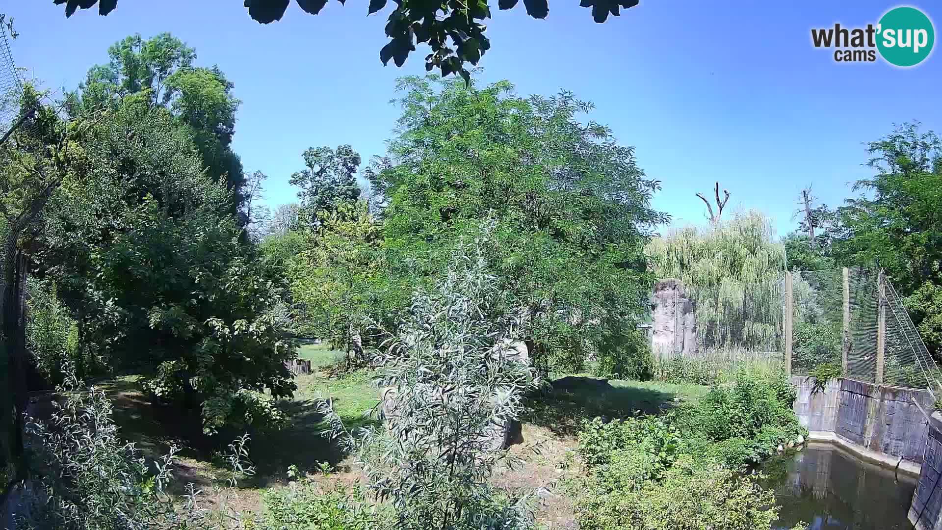 Spletna kamera Zoo Zagreb – Levi