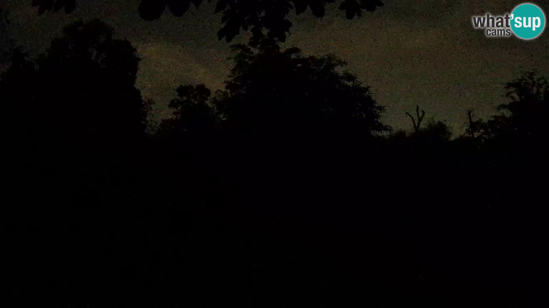 Spletna kamera Zoo Zagreb – Levi