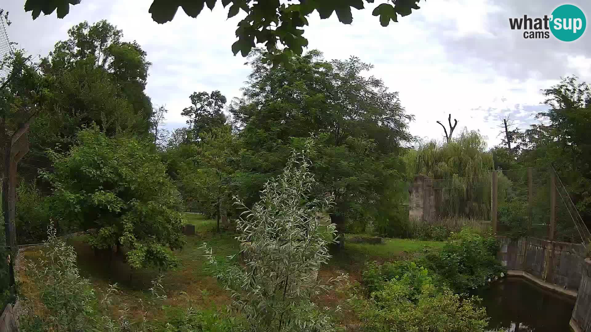 Zoo Zagreb – Lion