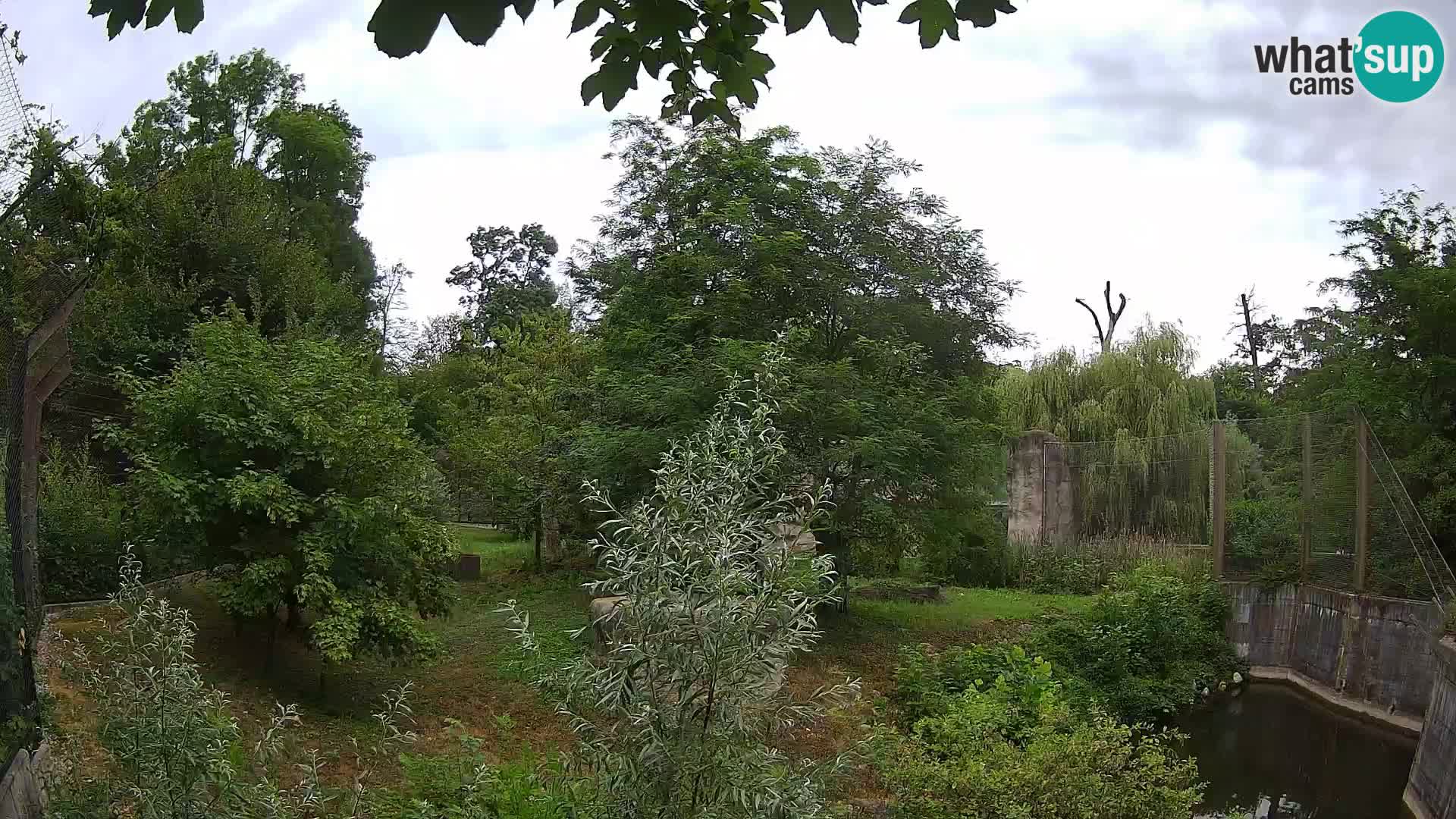 Zoo Zagreb – Lion
