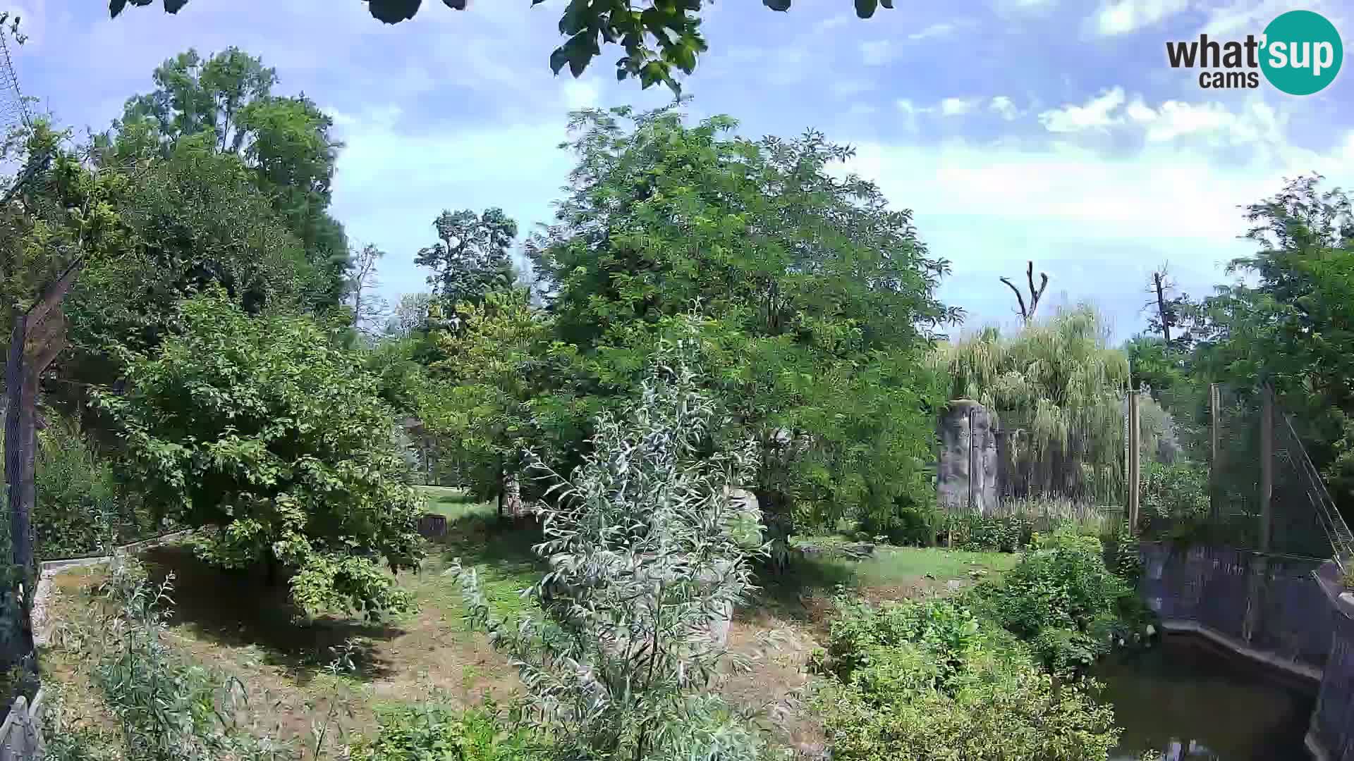 Zoo Zagreb – Lavovi