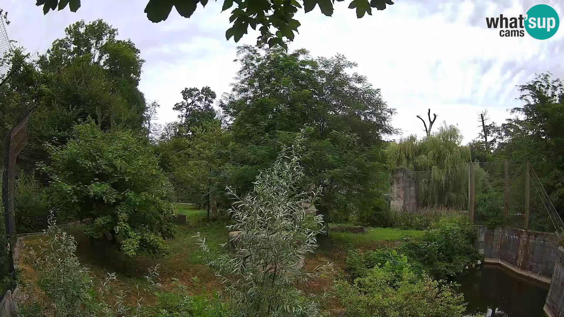 Zoo Zagreb – Lavovi