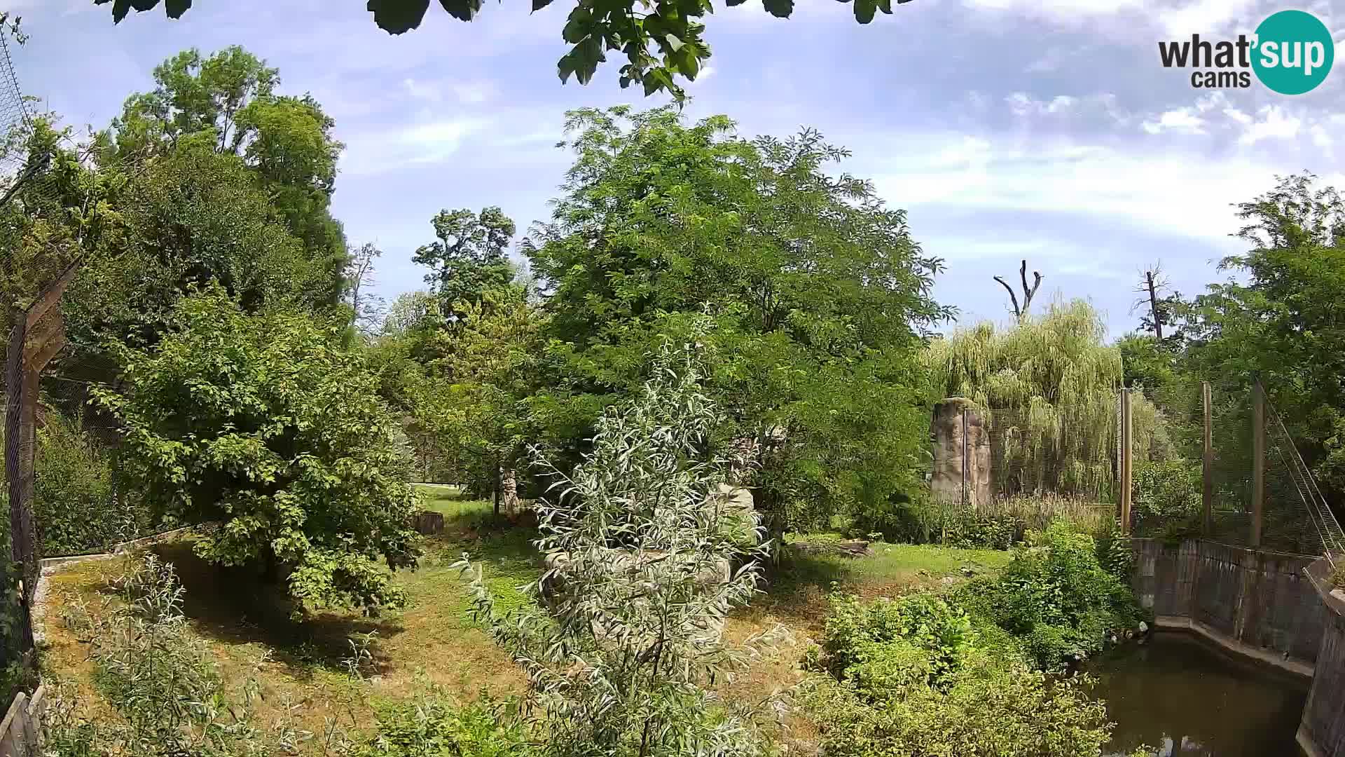 Zoo Zagreb – Lavovi