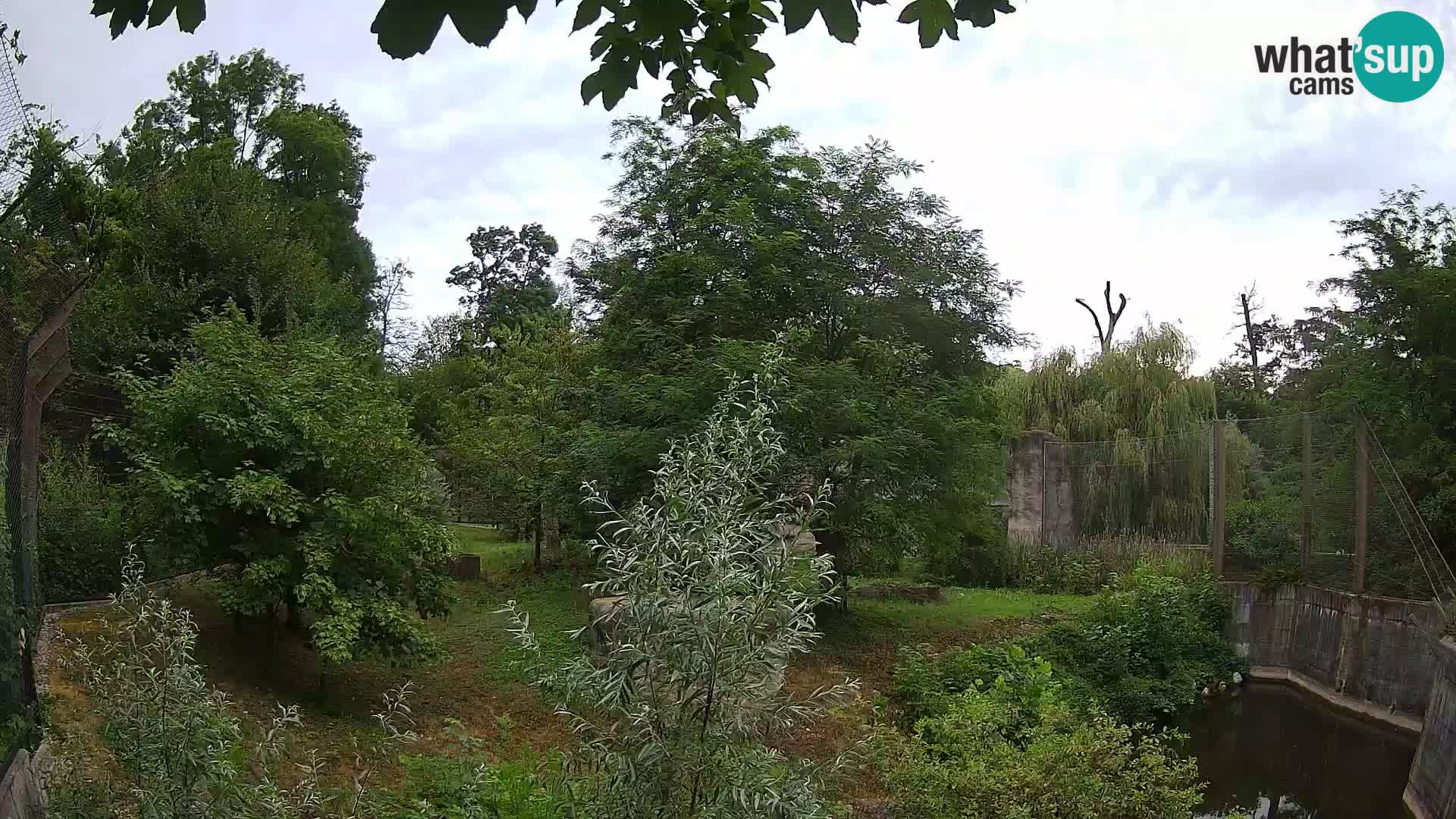 Zoo Zagreb – Lion