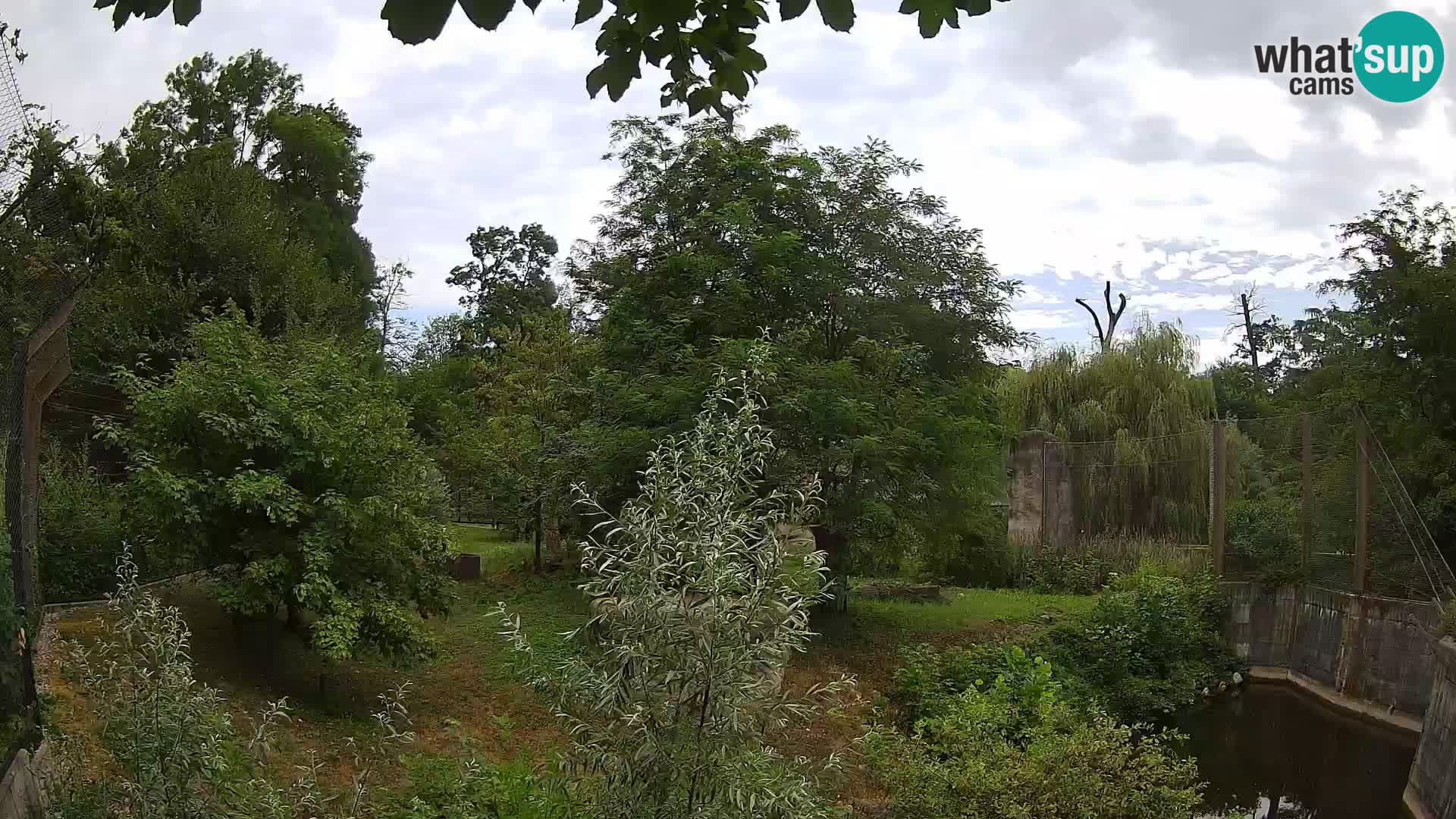 Zoo Zagreb – Lion