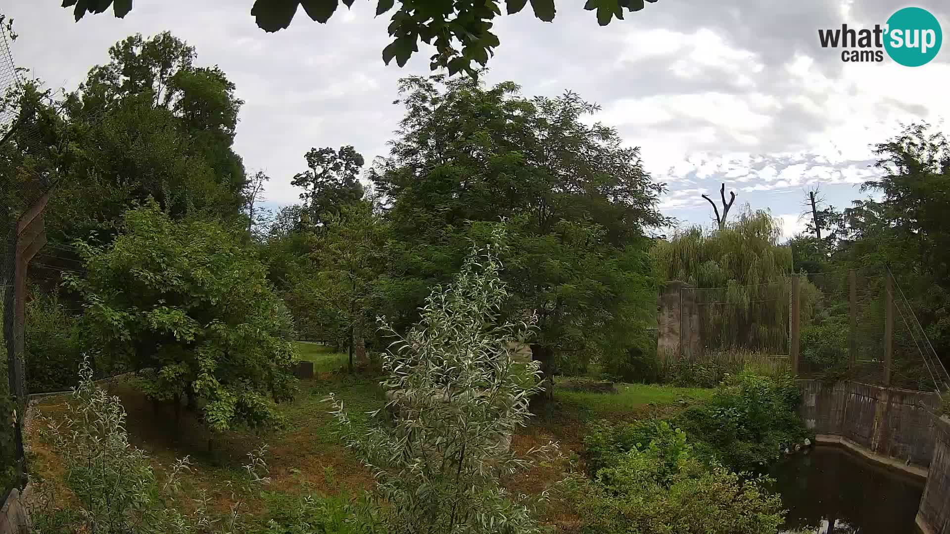 Zoo Zagreb – Lion