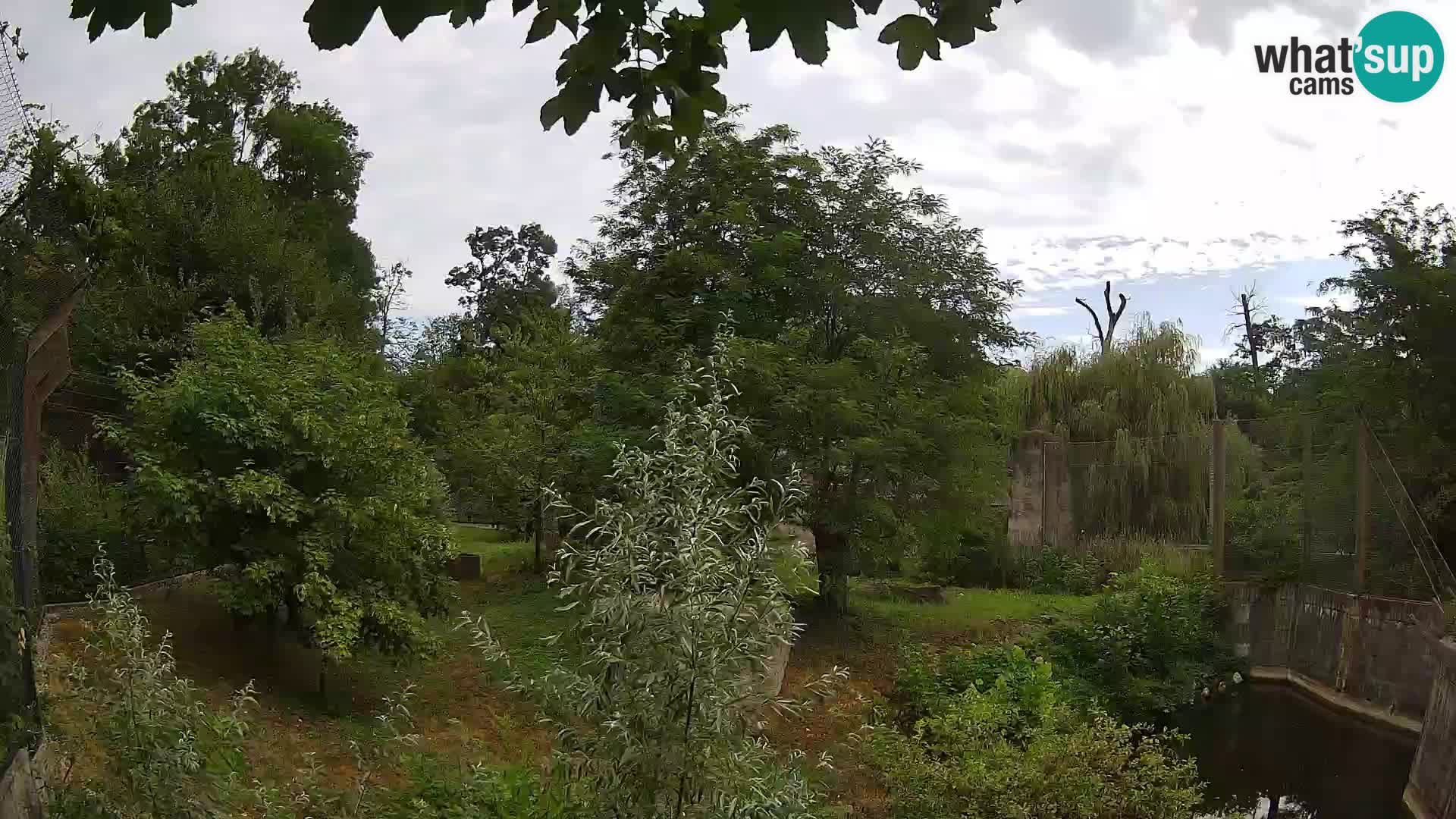 Zoo Zagreb – Lion