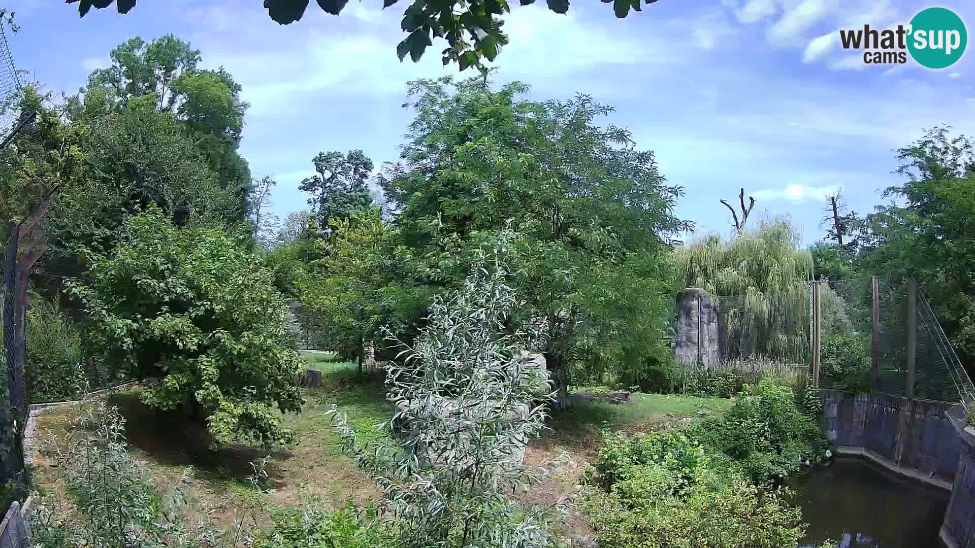 Zoo Zagreb – Leones