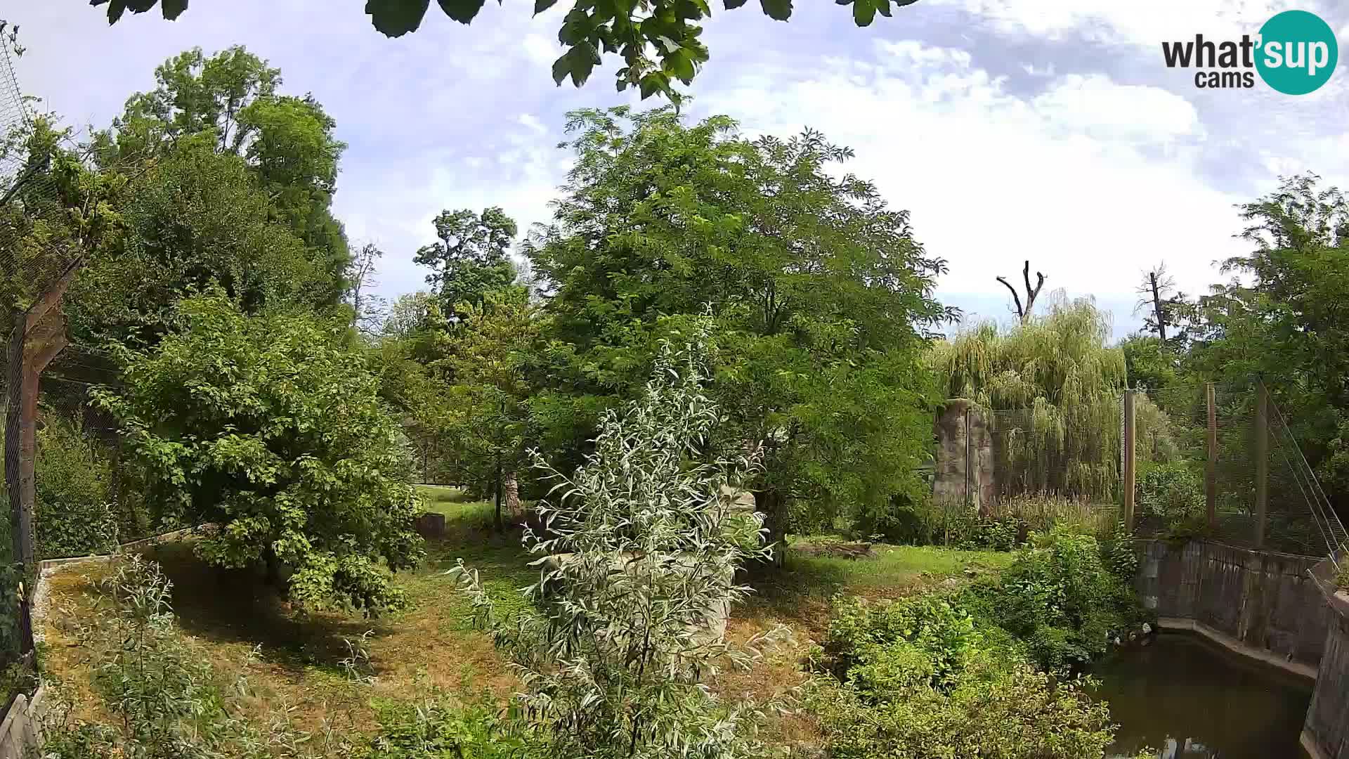 Zoo Zagreb – Lavovi