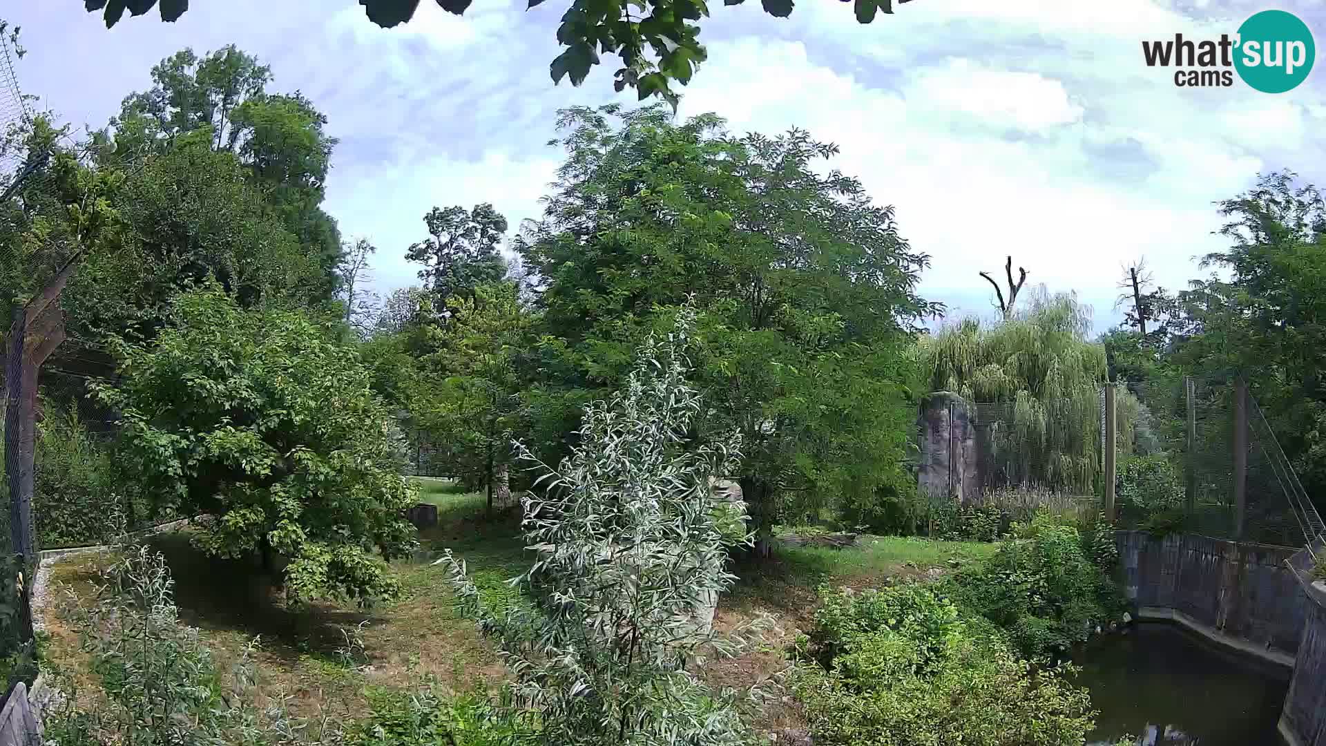 Zoo Zagreb – Löwen