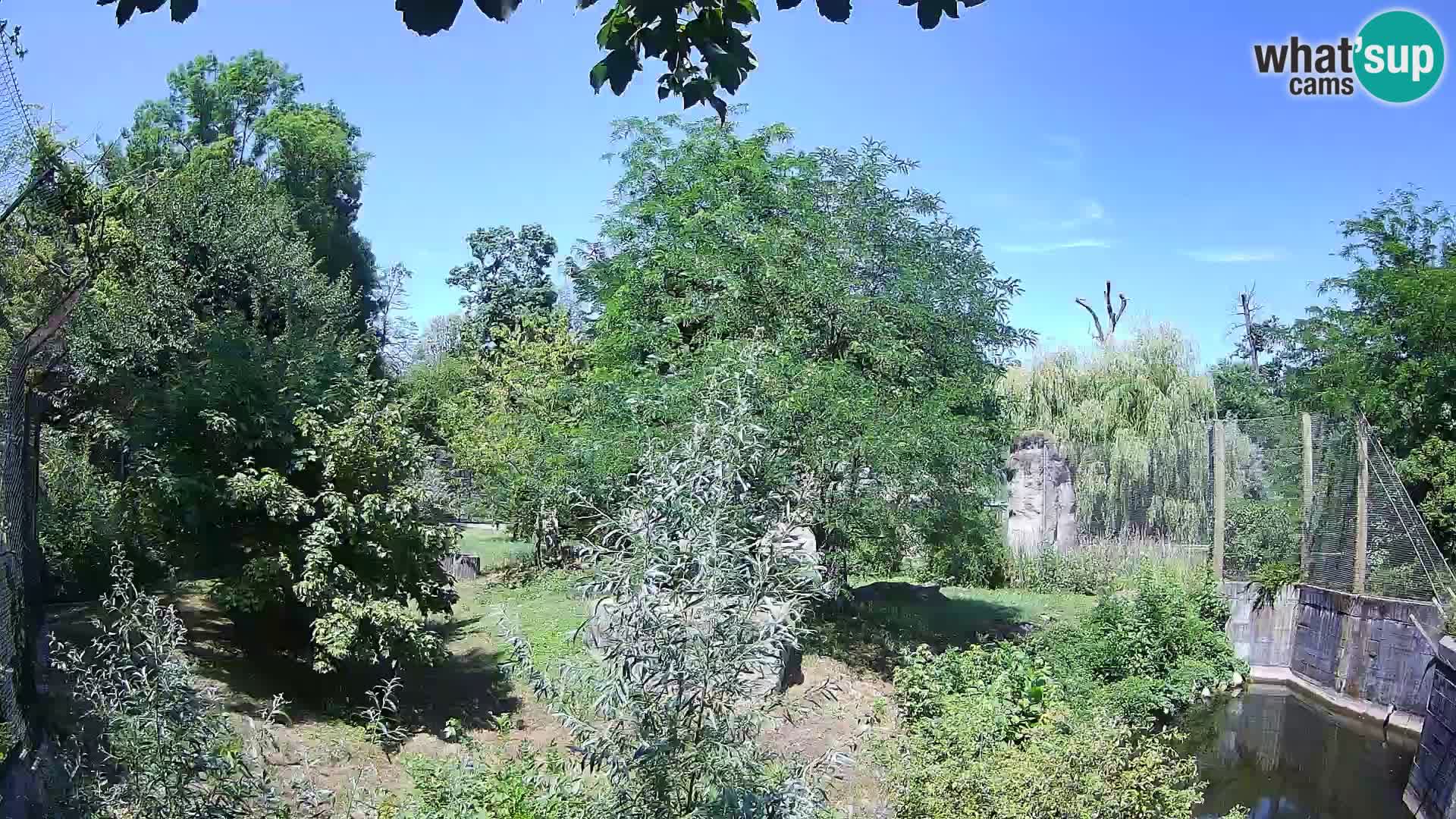 Spletna kamera Zoo Zagreb – Levi