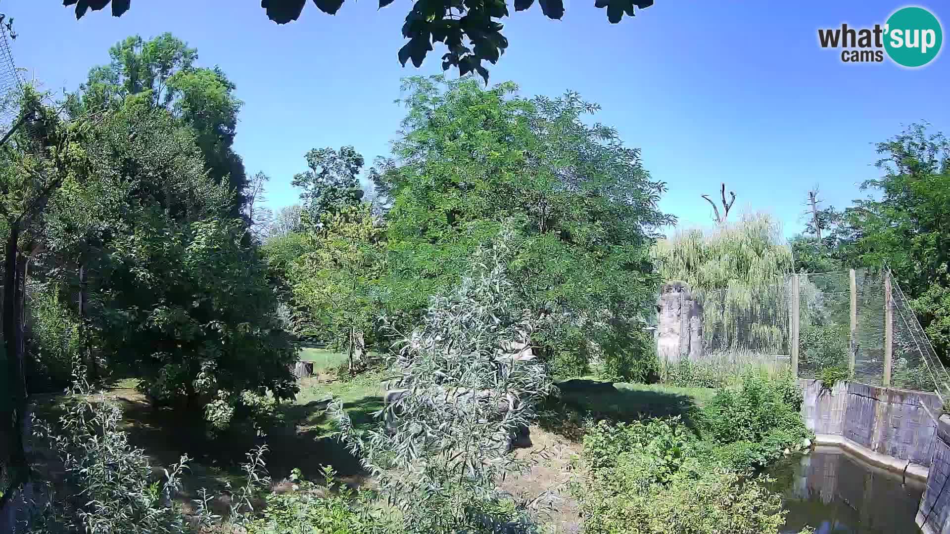 Zoo Zagreb – Lavovi