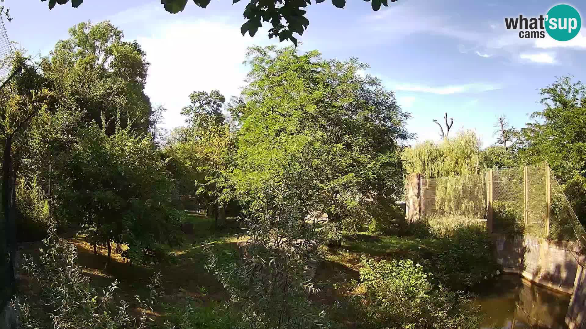 Zoo Zagreb – Lavovi