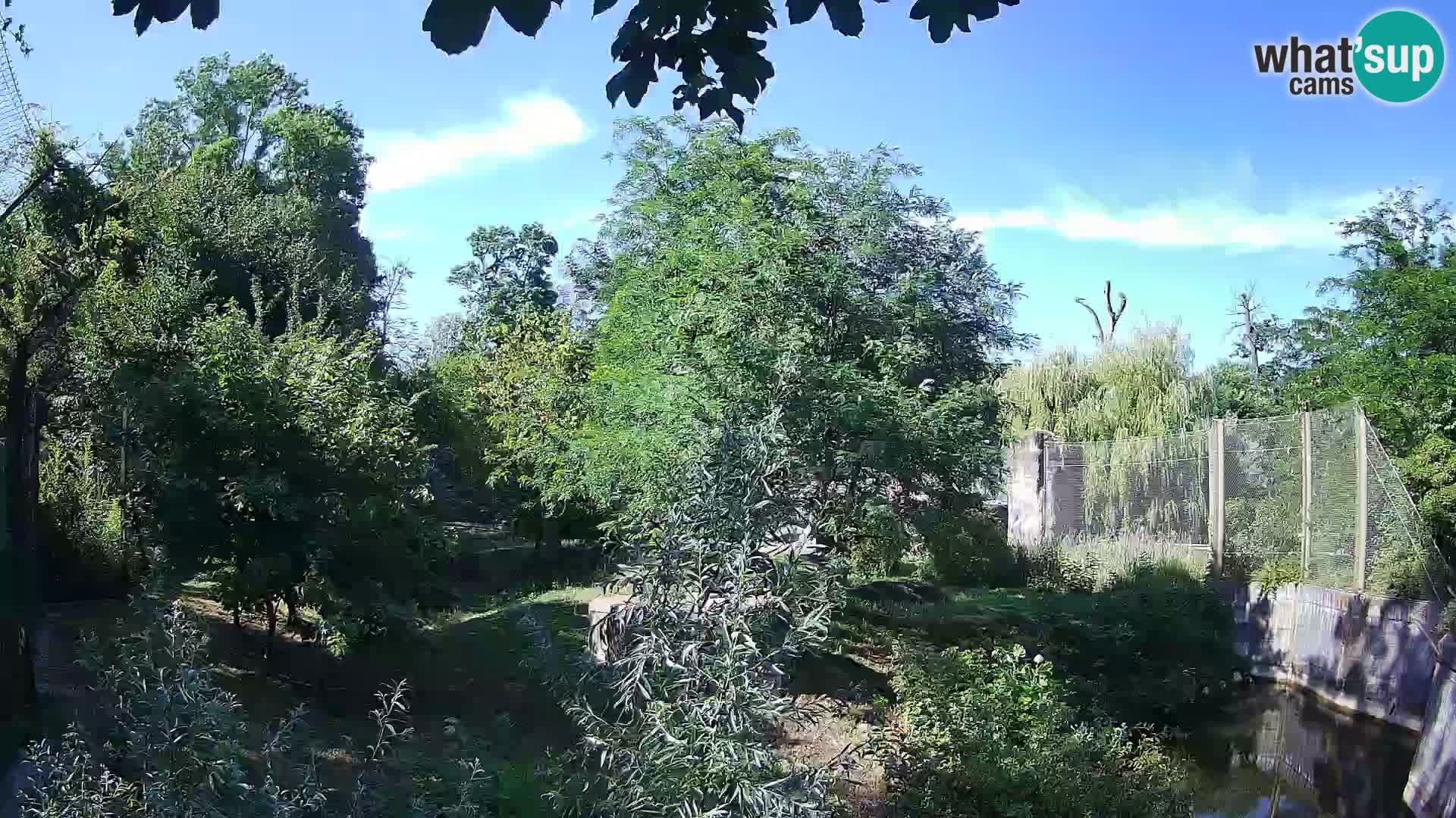 Zoo Zagreb – Lion