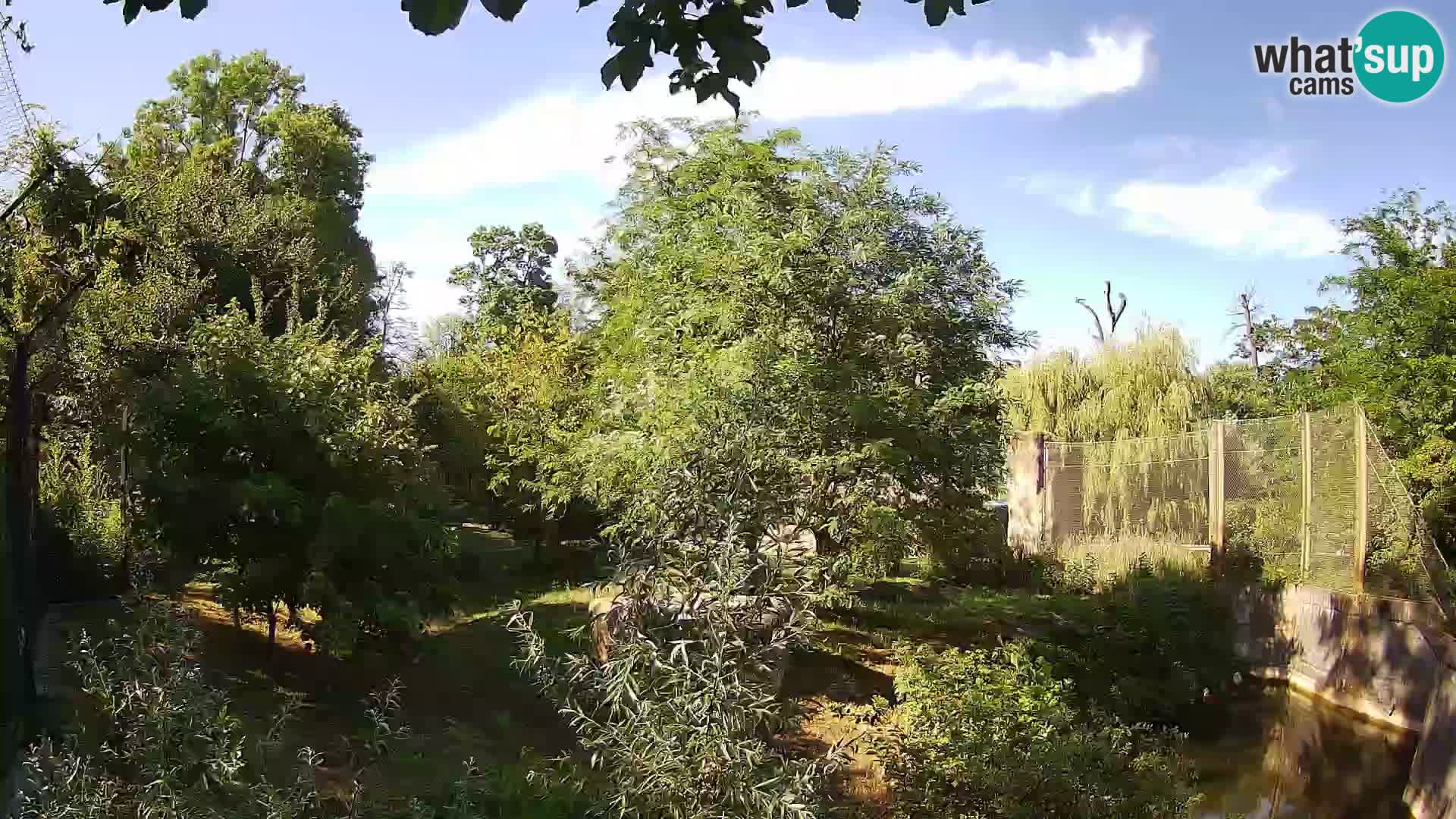 Zoo Zagreb – Lion