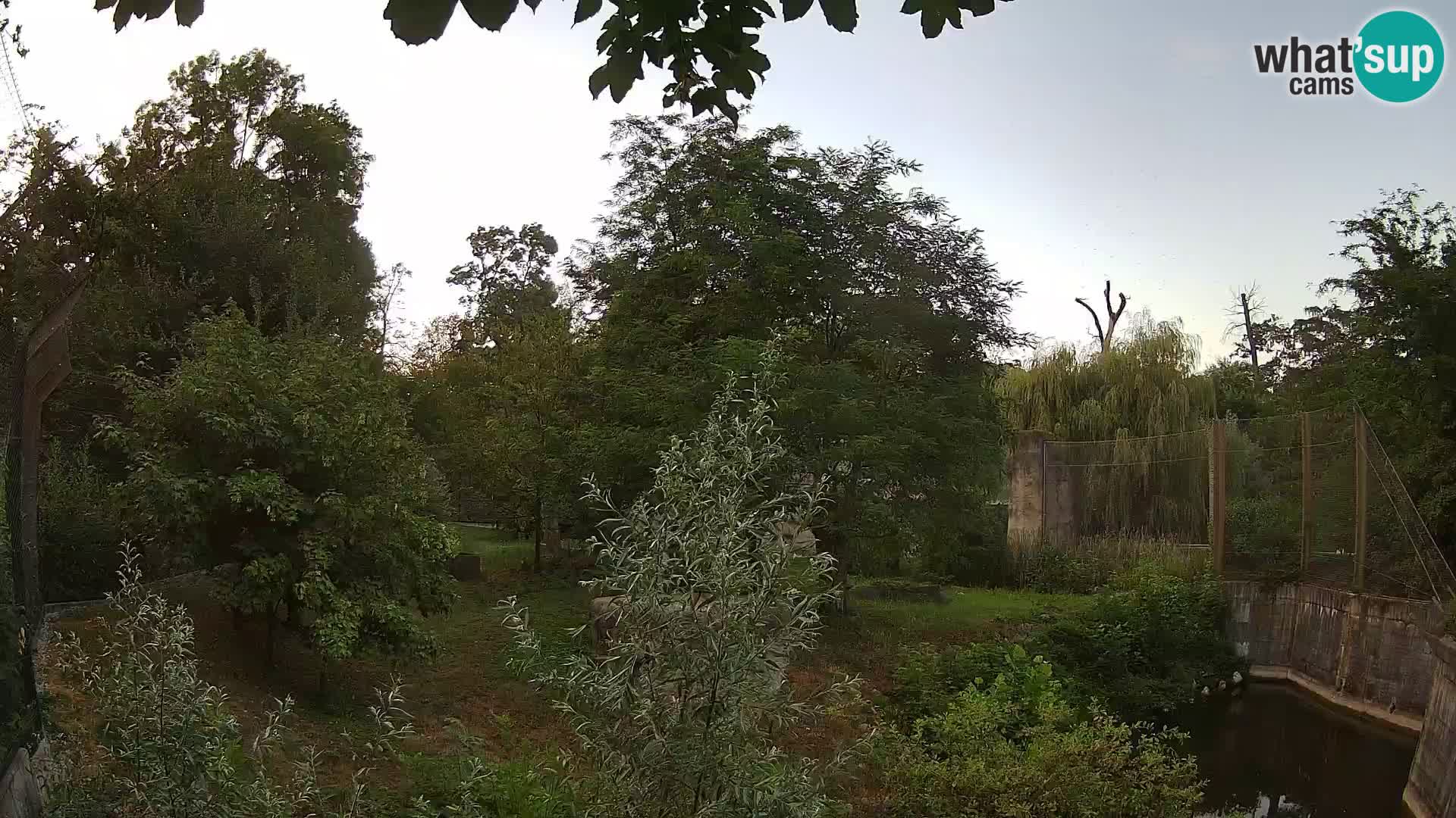 Zoo Zagreb – Lavovi
