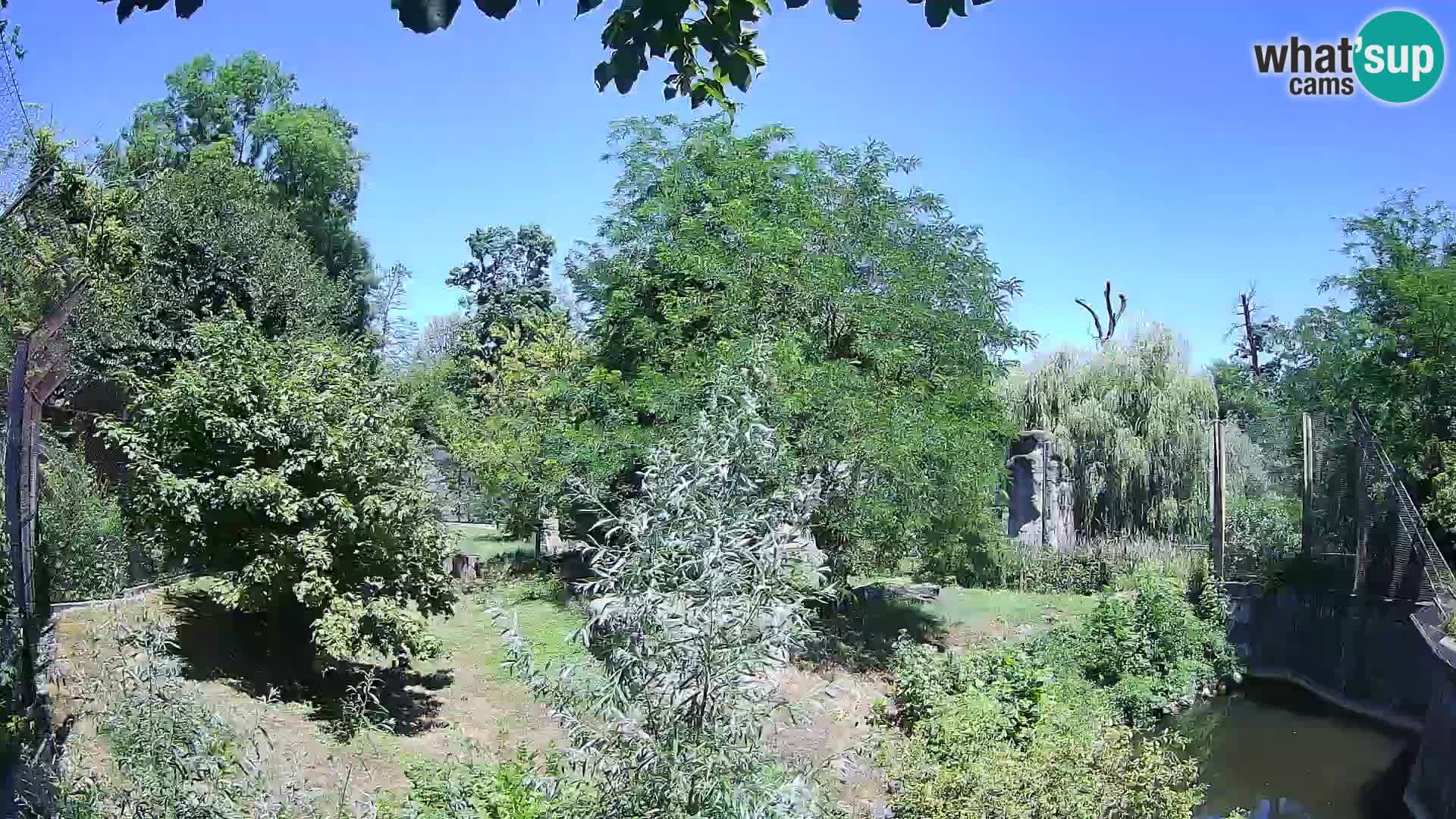 Zoo Zagreb – Lion