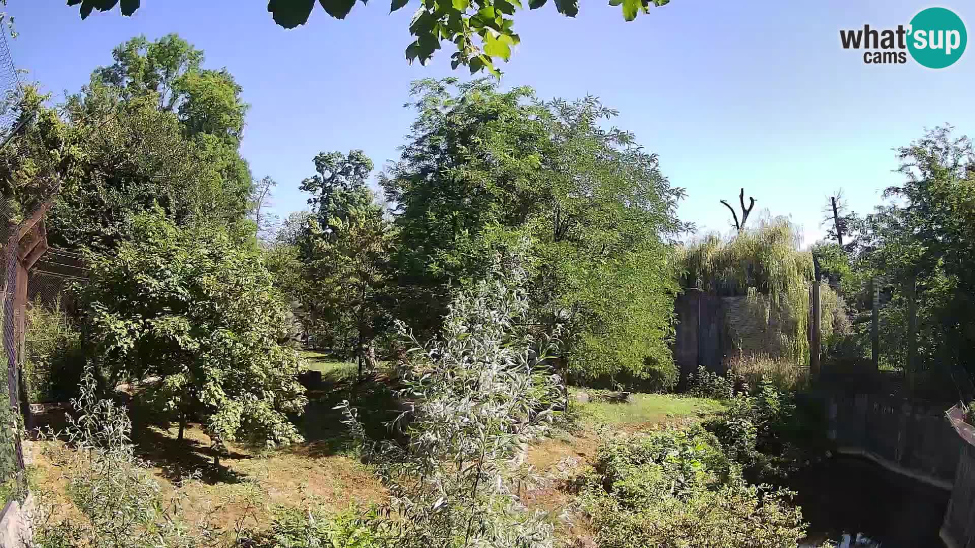Zoo Zagreb – Lion