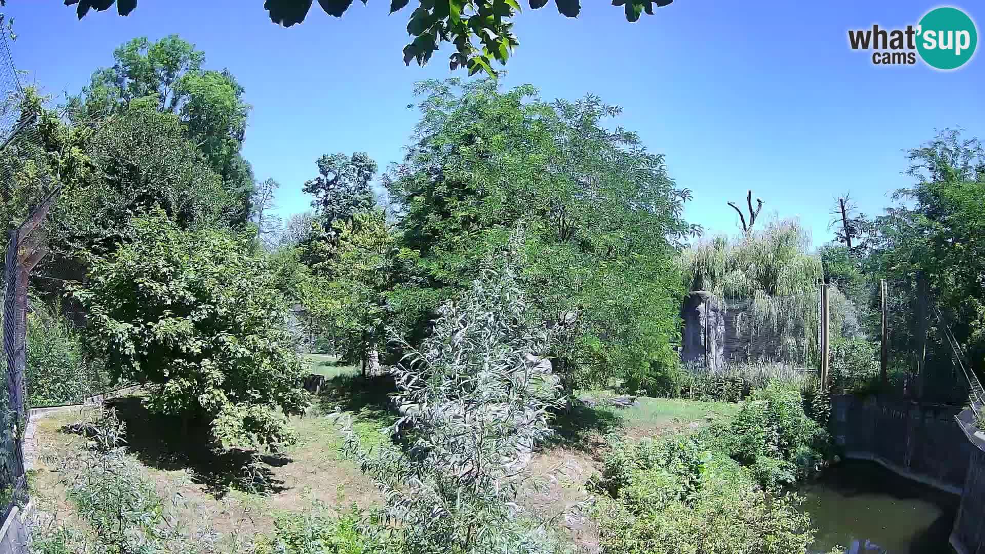 Spletna kamera Zoo Zagreb – Levi