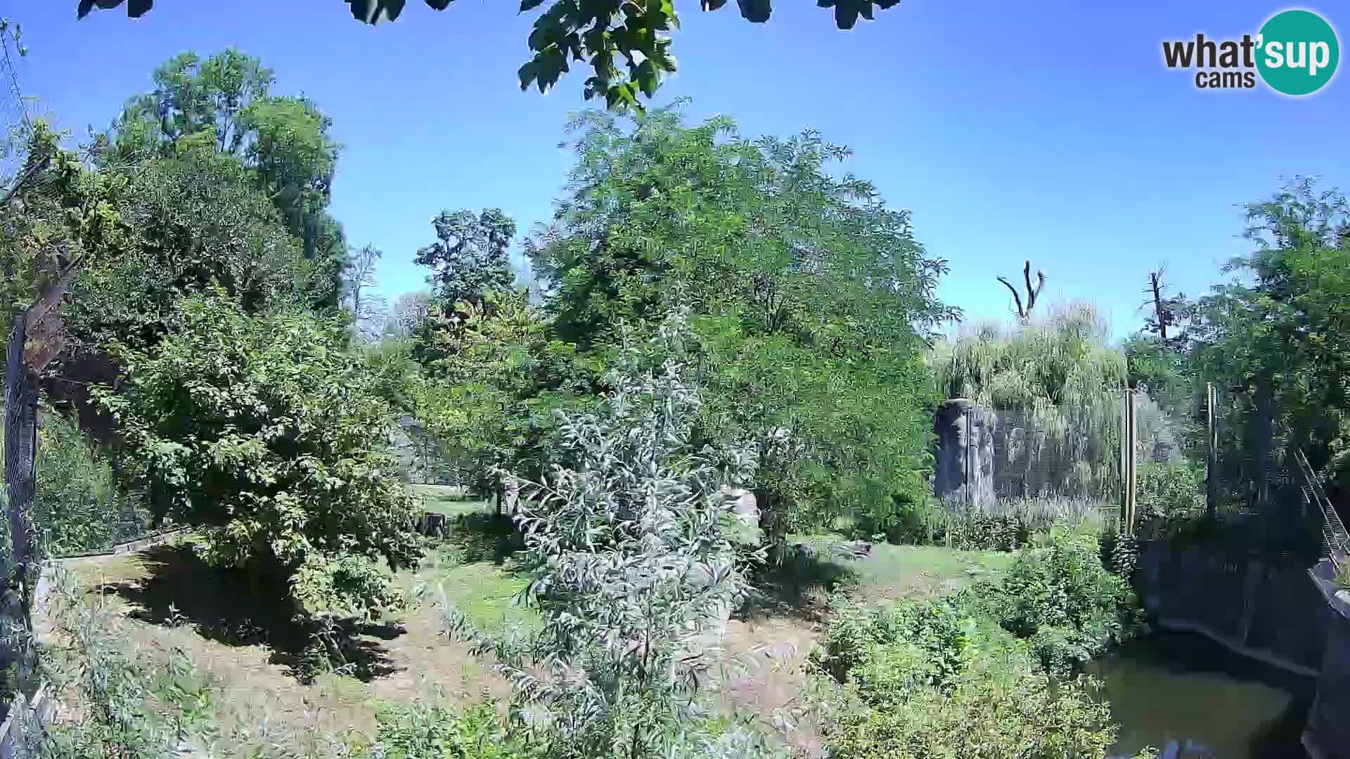 Spletna kamera Zoo Zagreb – Levi