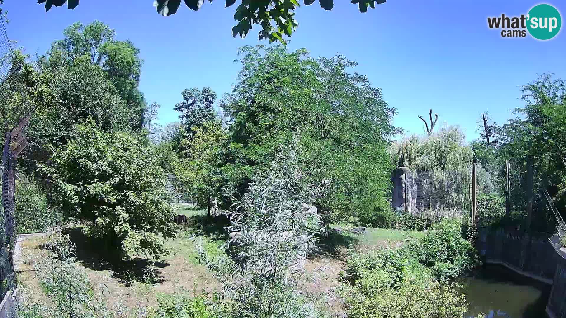 Spletna kamera Zoo Zagreb – Levi