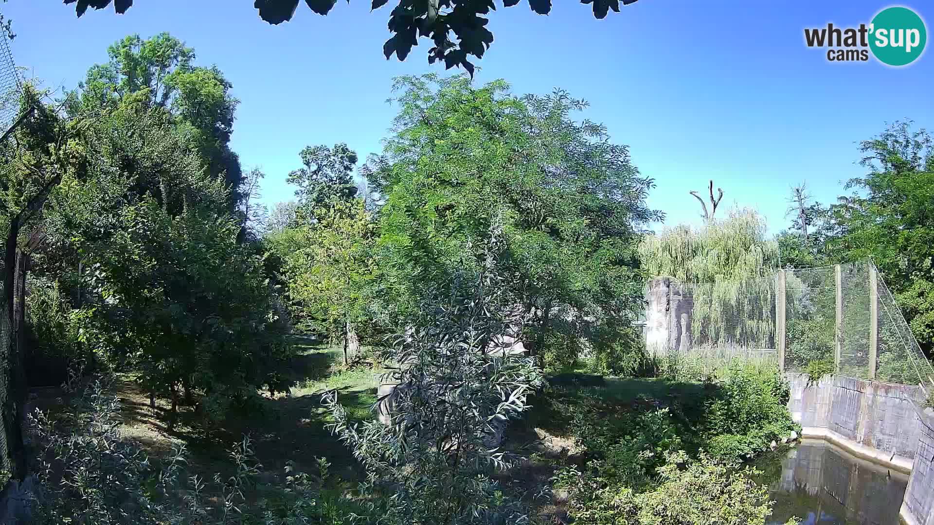 Spletna kamera Zoo Zagreb – Levi