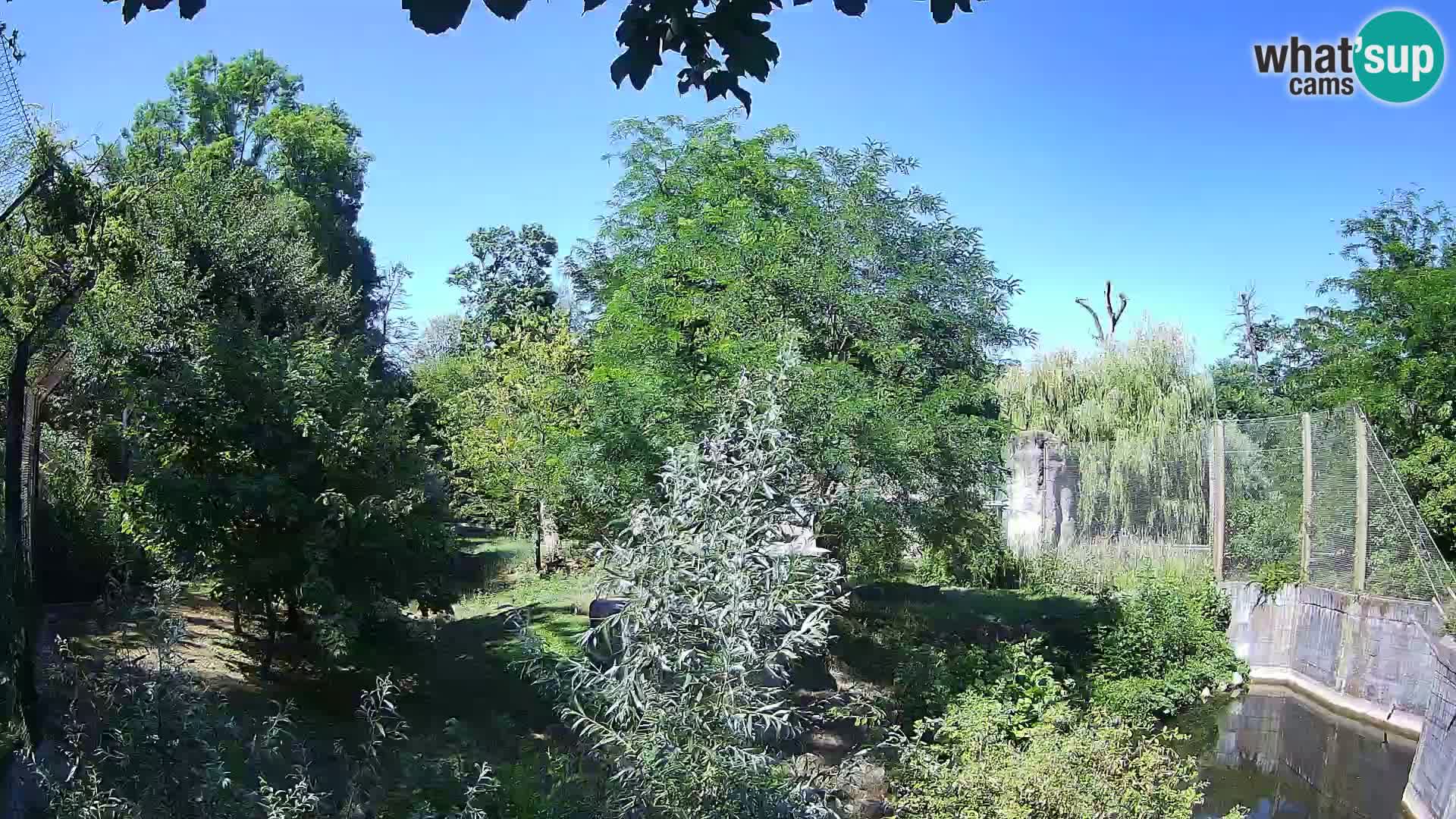 Zoo Zagreb – Lavovi