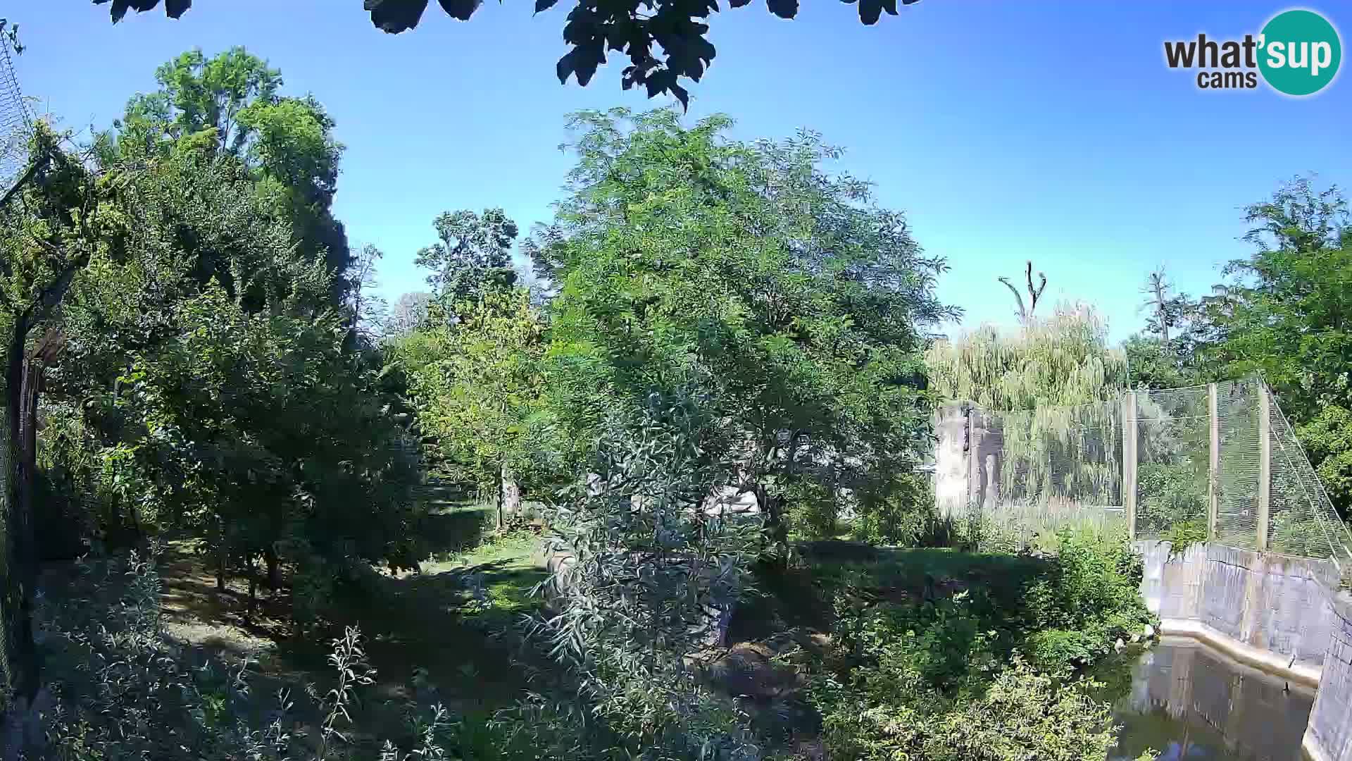 Zoo Zagreb – Lavovi