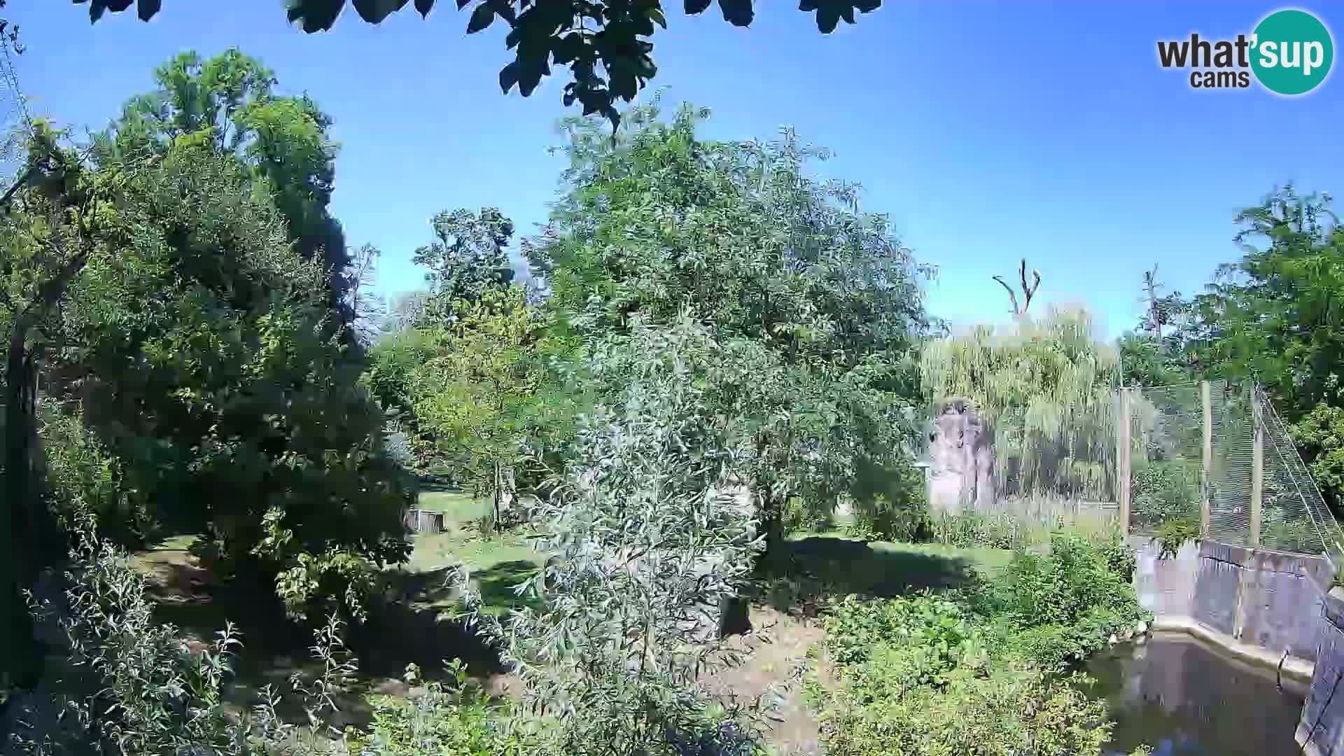 Zoo Zagreb – Leones